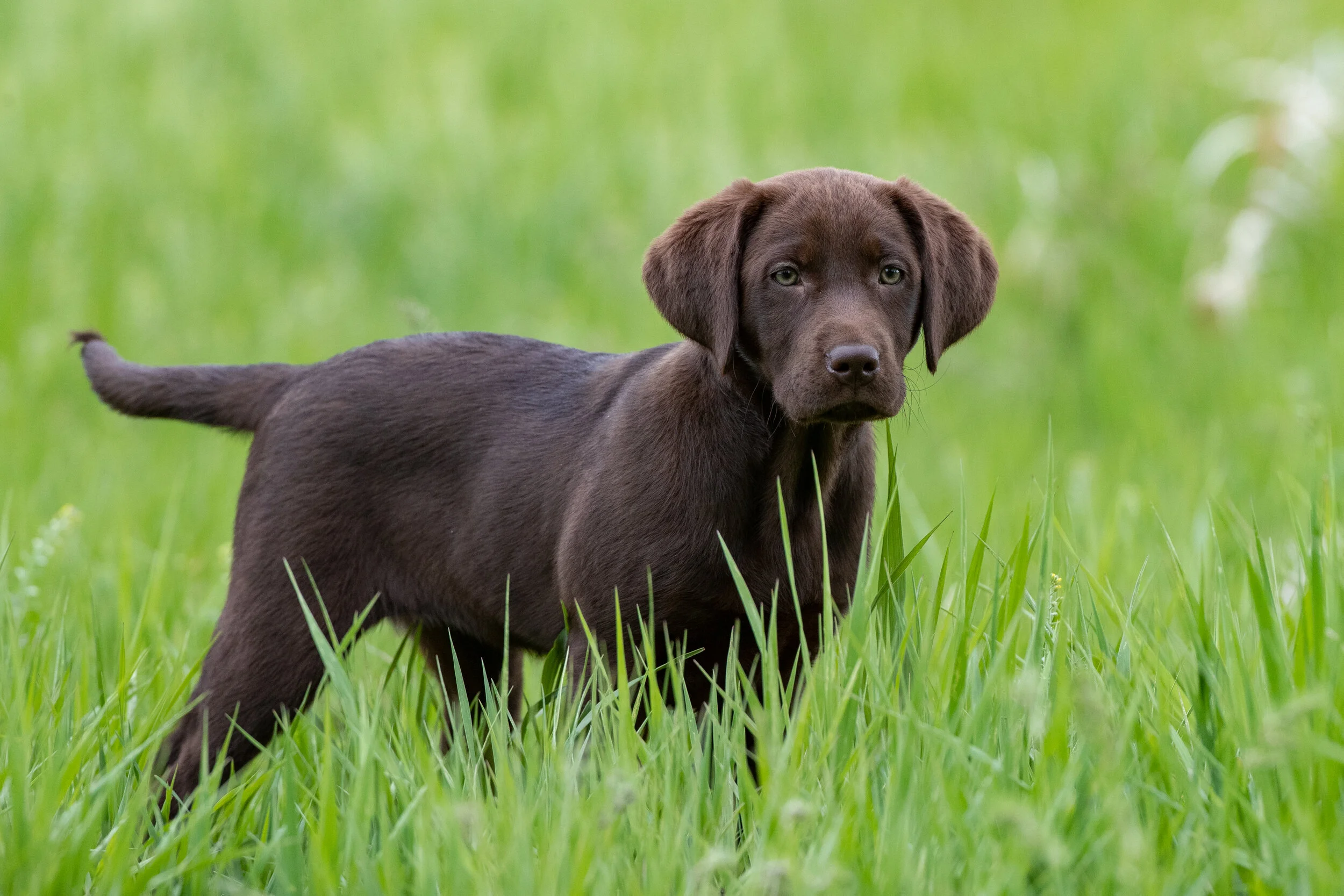brown_lab_Puppy_in_grass.jpg