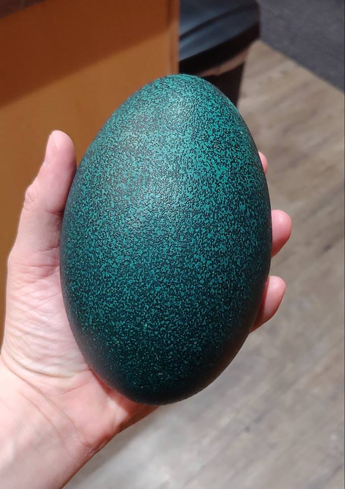 Two Fresh Emu Eggs for Incubating from 20 Proven Breeders-27yrs in Business 2 