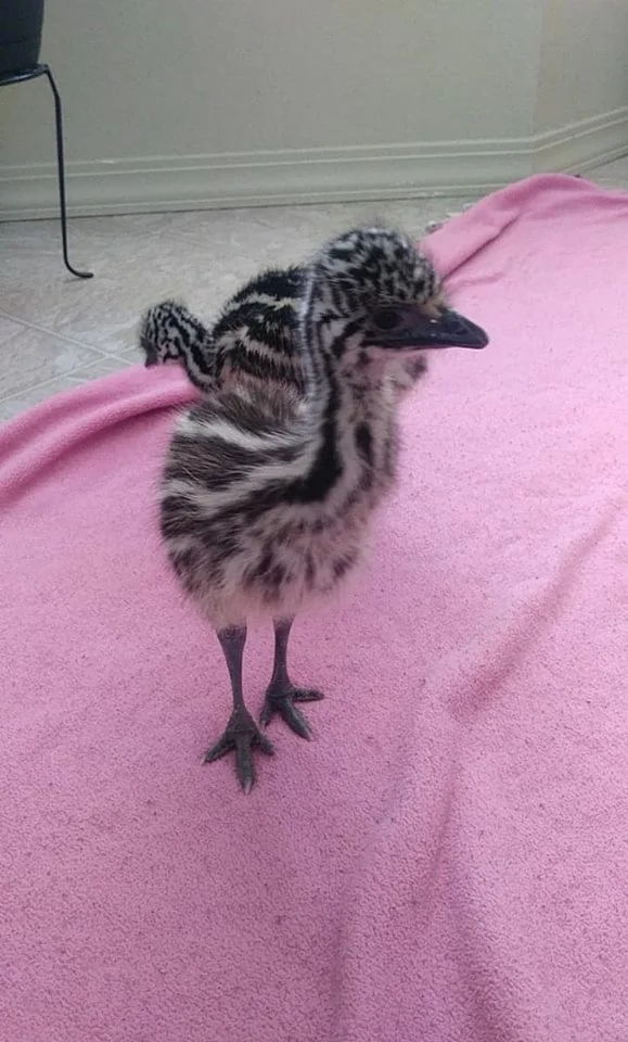 What to Feed Baby Emu Chicks