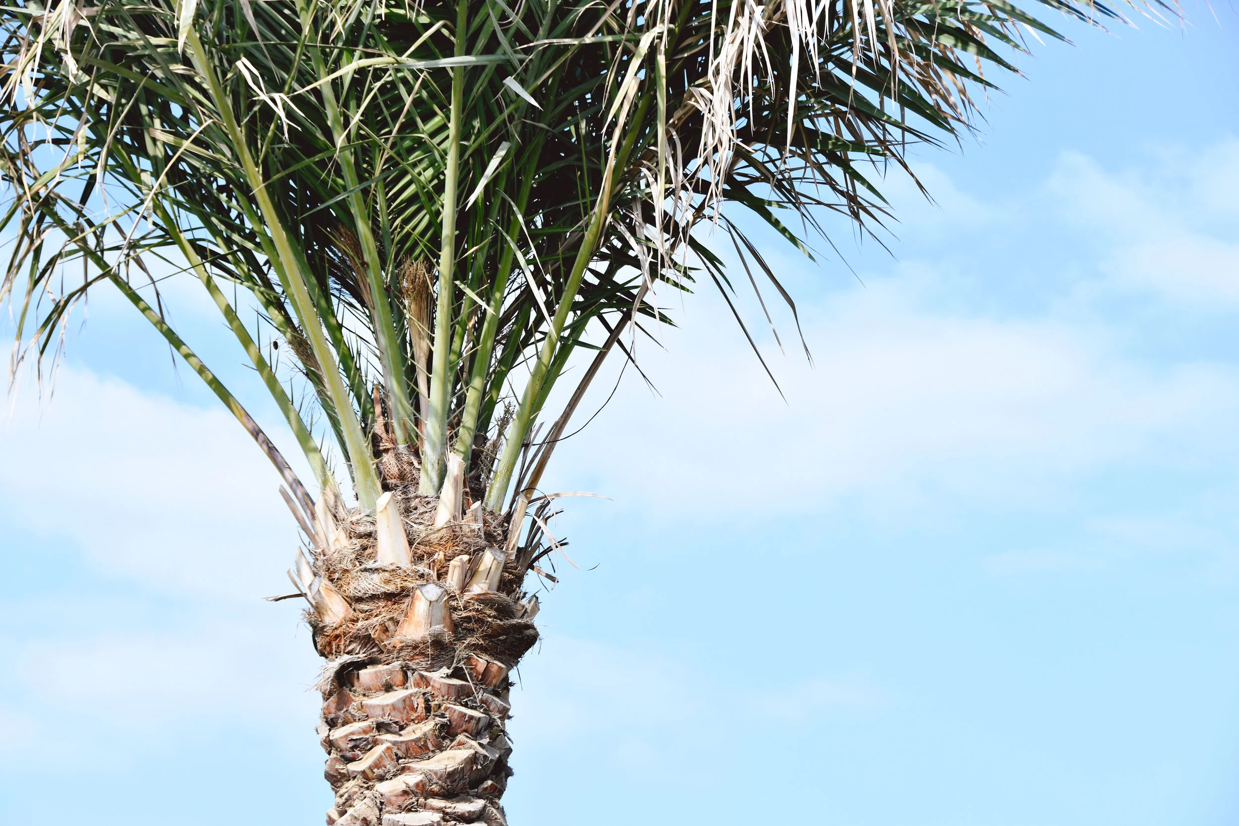  Palm tree in Abu Dhabi (December 24, 2018) 