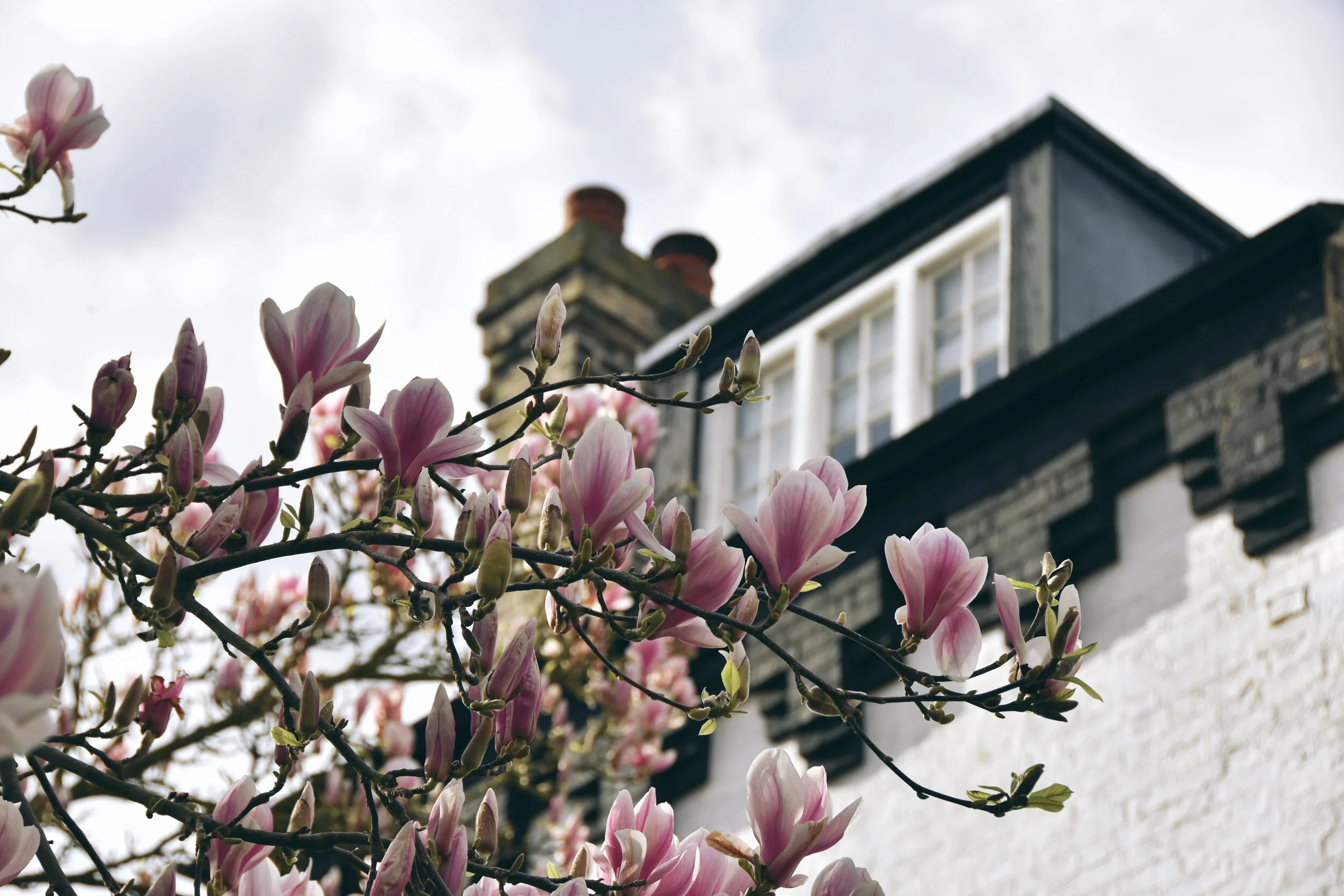  Magnolia flowers with 5 Little St. Mary’s Lane top floor window in Cambridge, England (March 10, 2020) 