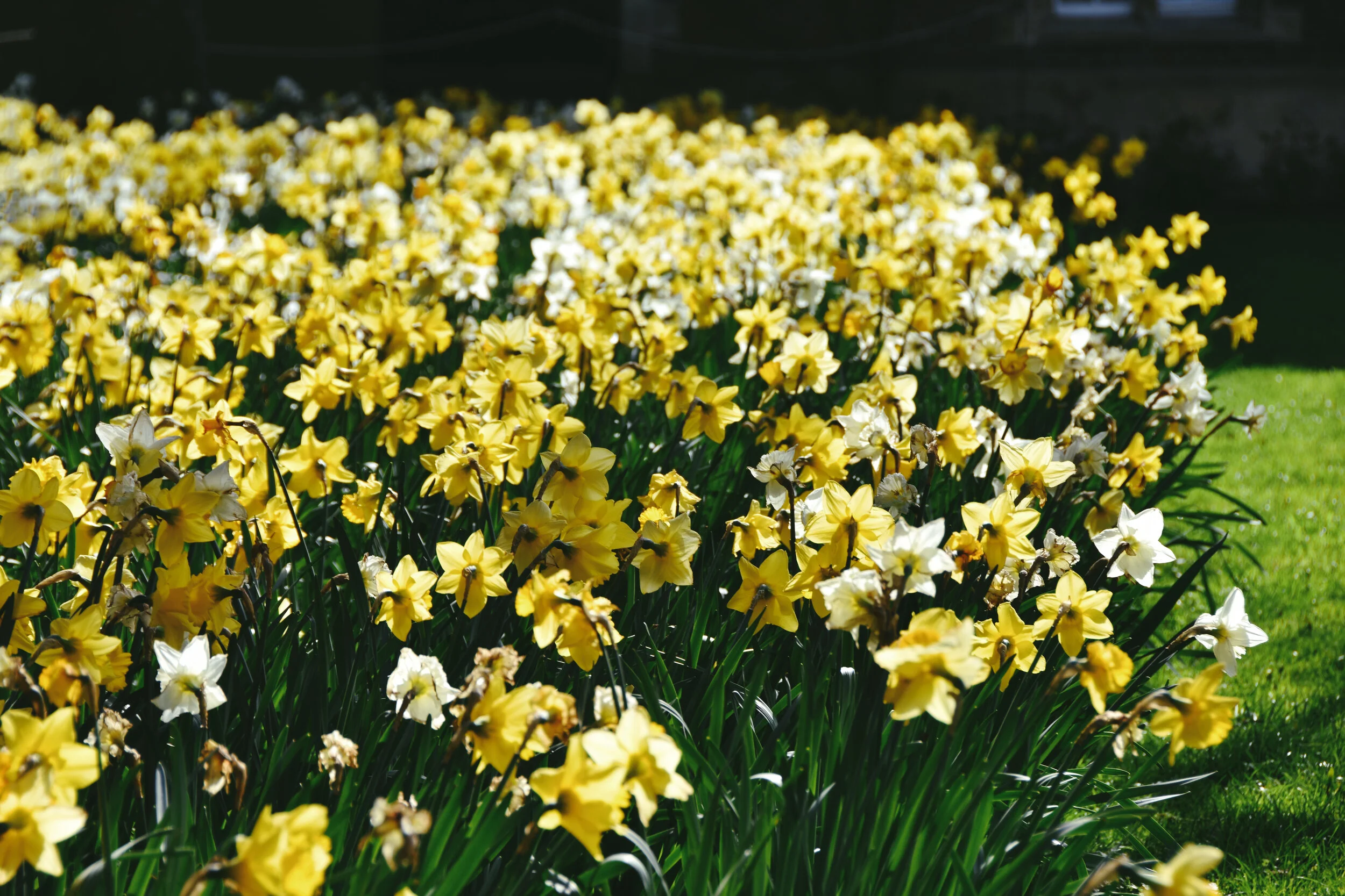  Daffodils at Jesus College in Cambridge, England (March 18, 2020) 