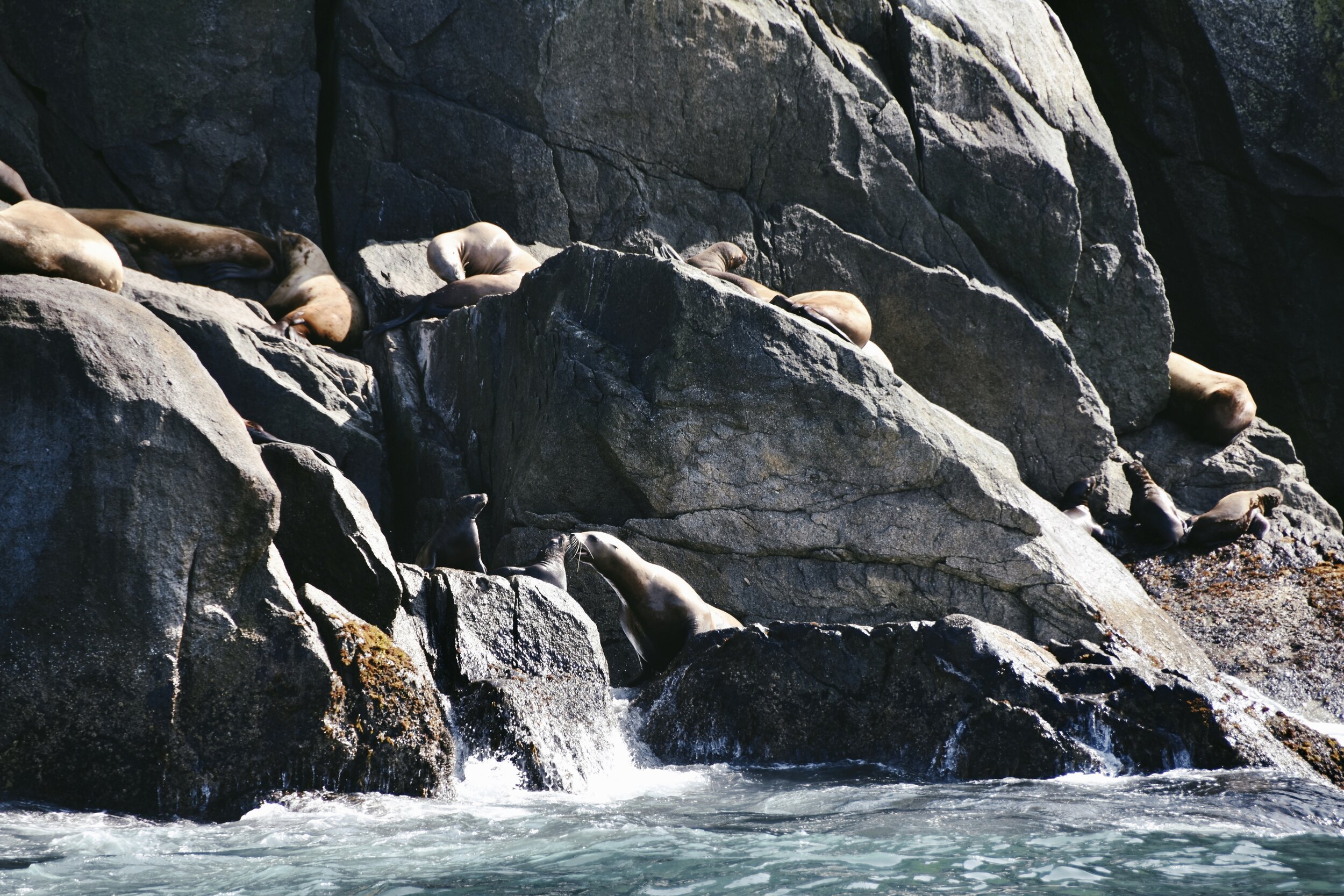 A mother sea lion attending to her cub in Seward, Alaska (August 13, 2021)