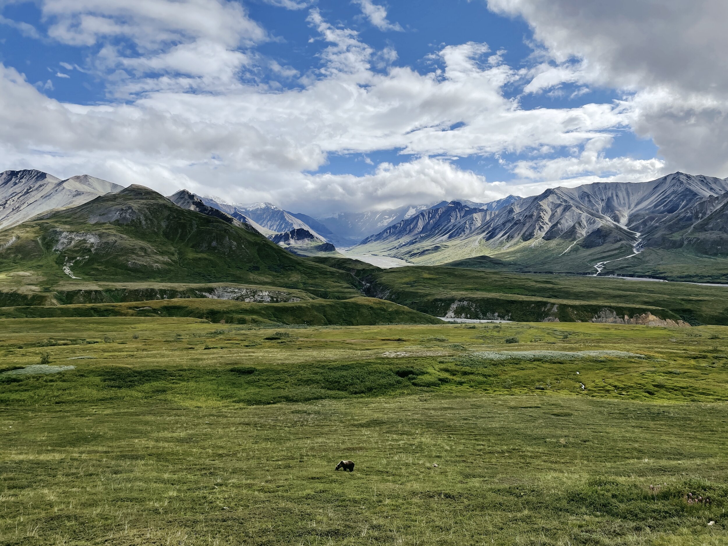 Grizzly bear scouring for wild blueberries in Denali National Park (August 9, 2021)
