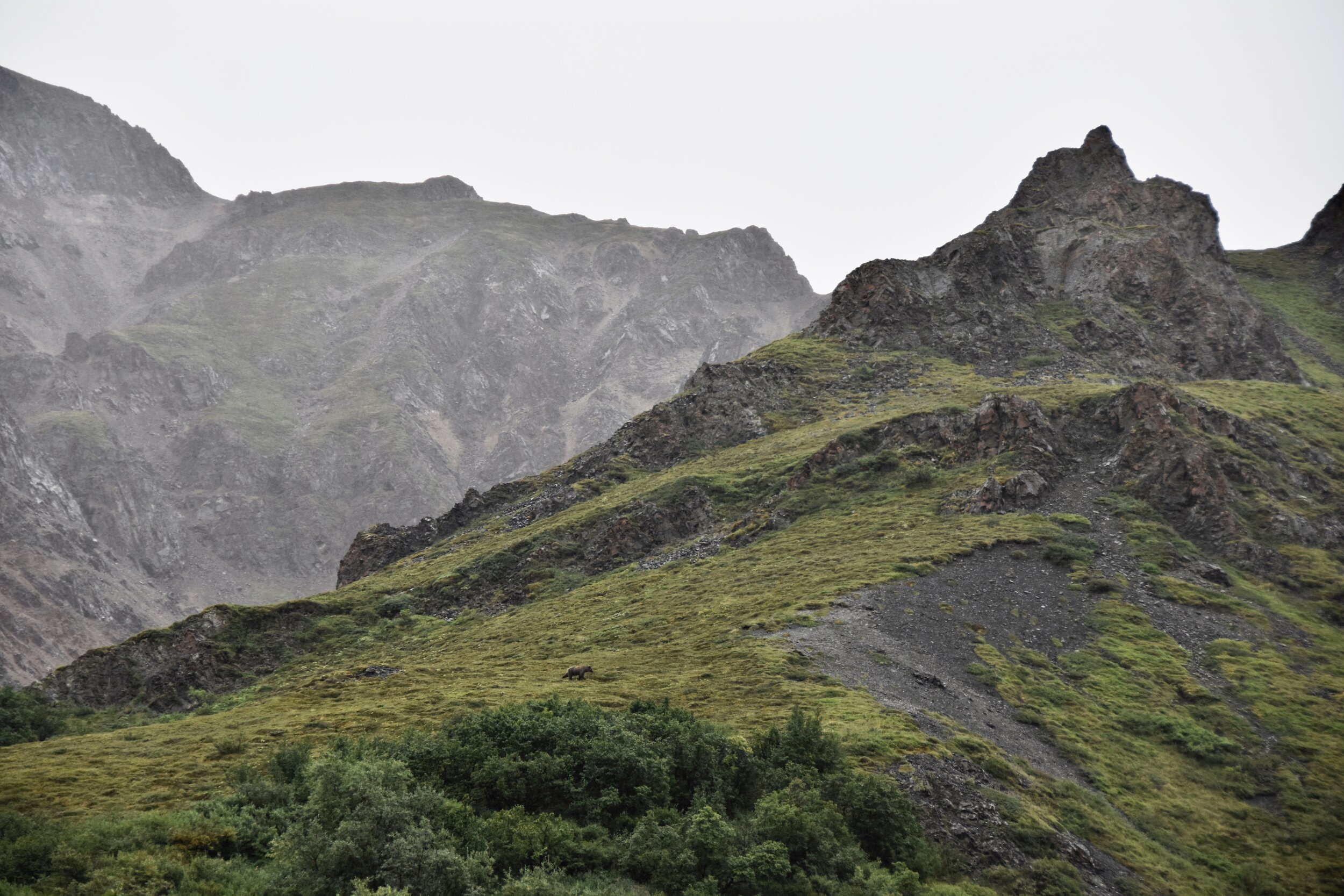 Grizzly bear foraging on a mountain in Denali National Park (August 9, 2021)