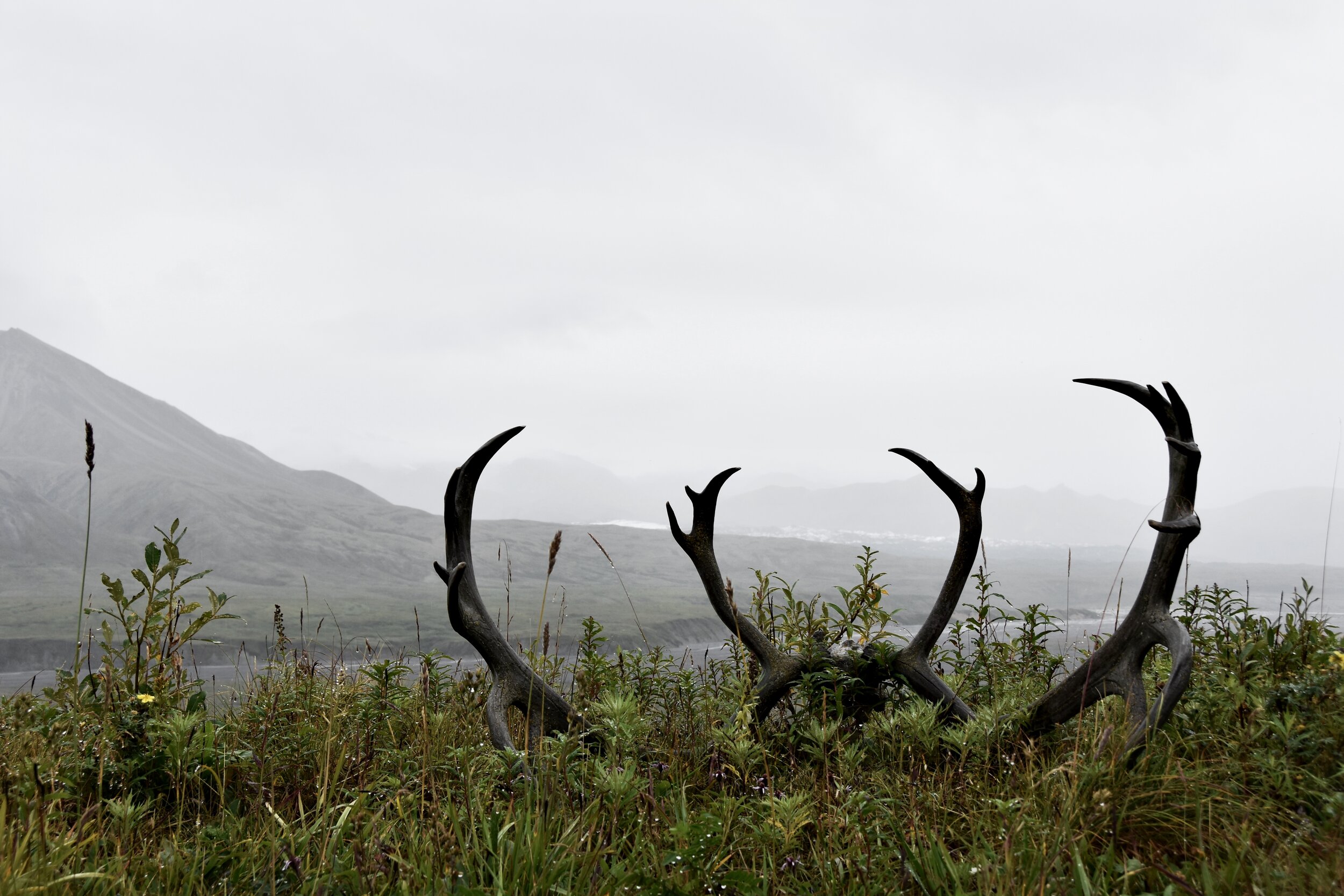 Caribou antlers at a rest stop in Denali National Park (August 9, 2021)