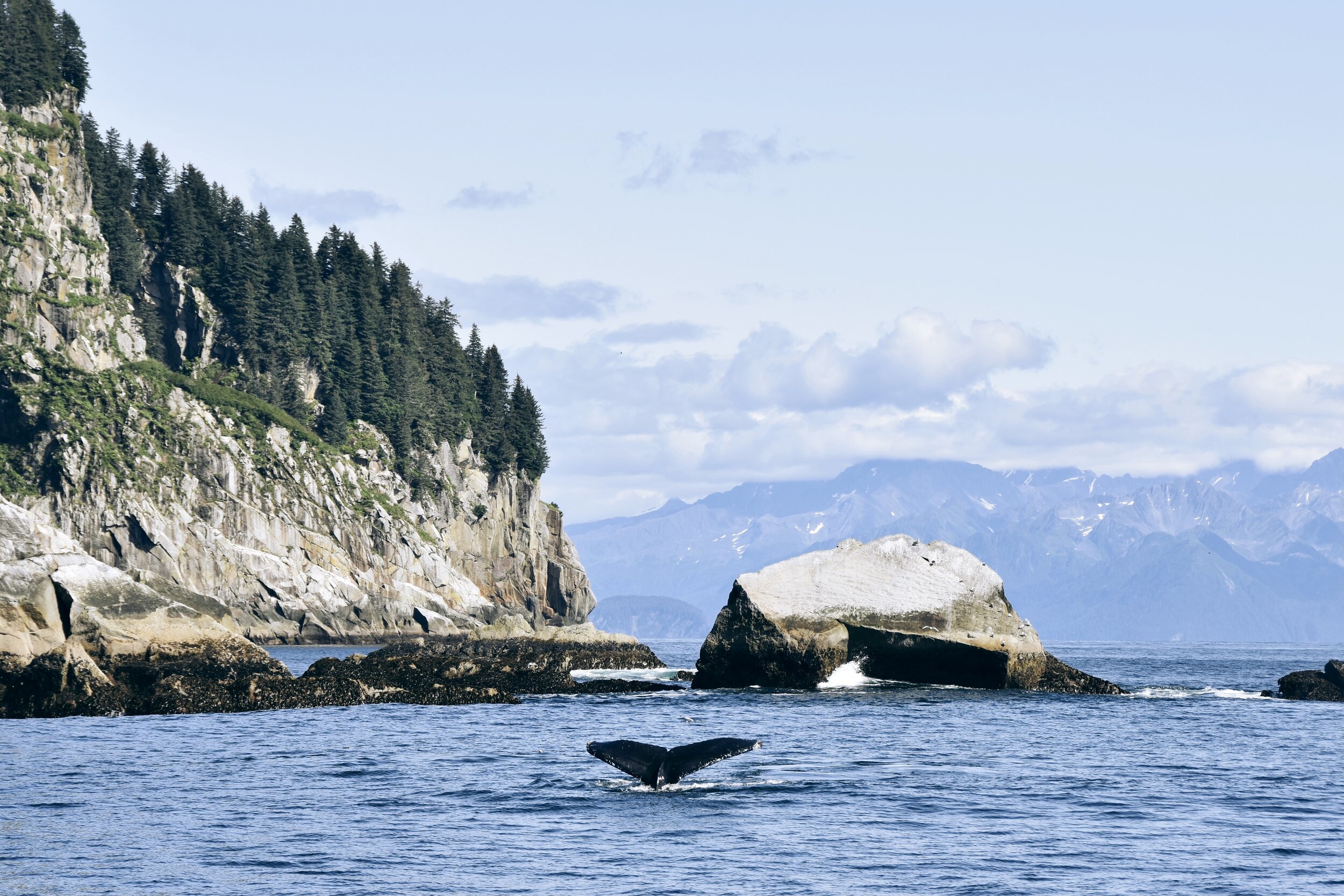 Tail of a fin whale on the coast of Seward, Alaska (August 13, 2021)