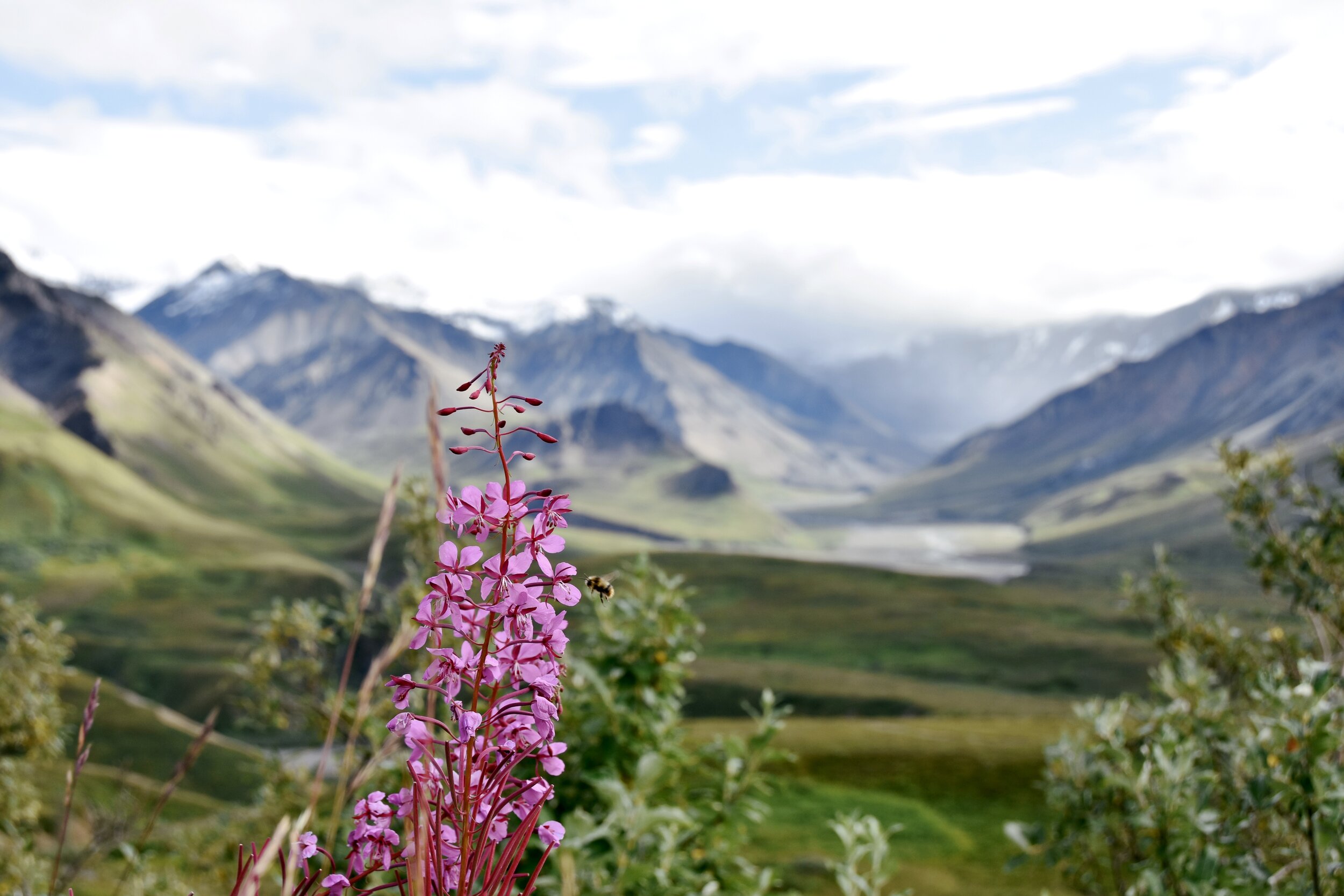 Bee pollinating a fireweed flower in Denali National Park (August 9, 2021)