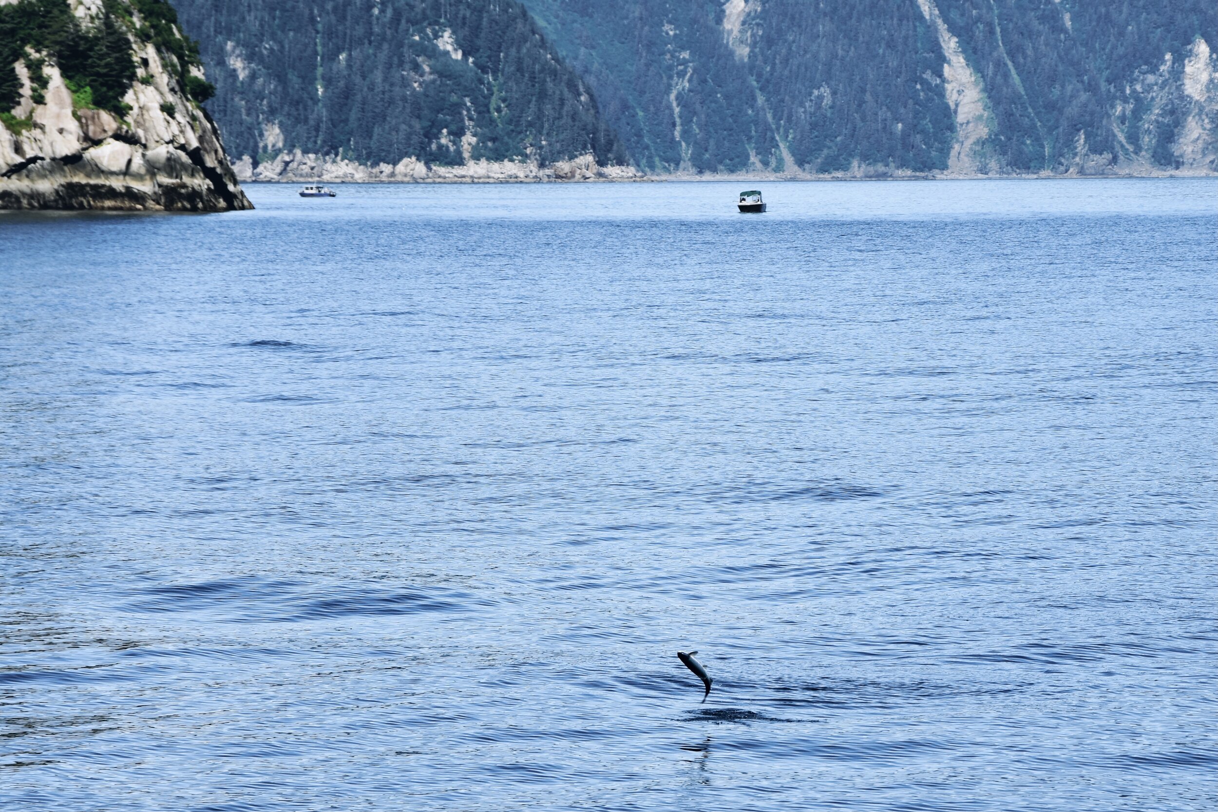 Salmon jumping out of waters of Seward, Alaska (August 13, 2021)