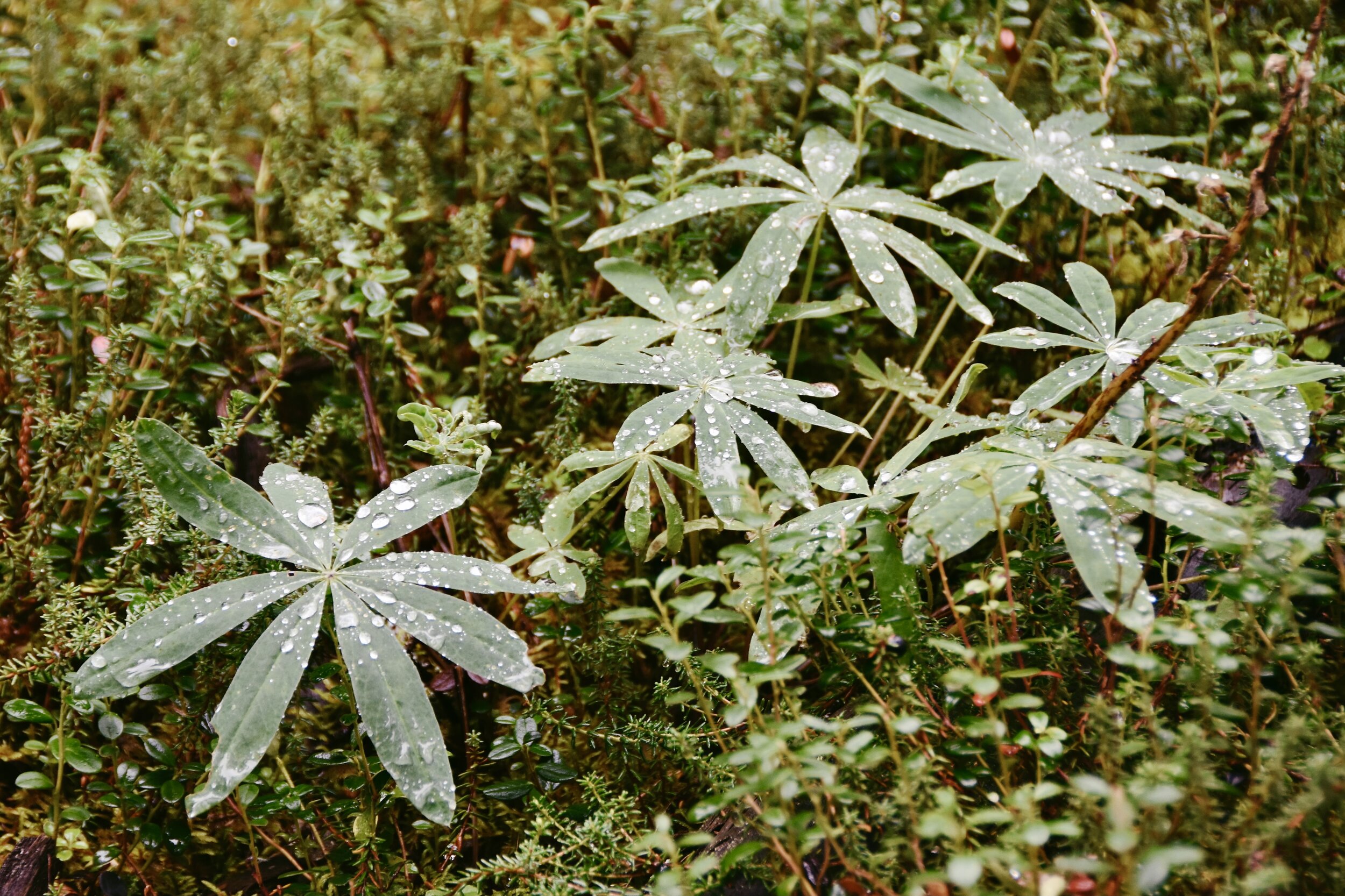 Raindrops on some plants on Horseshoe Lake Trail in Denali National Park (August 10, 2021)