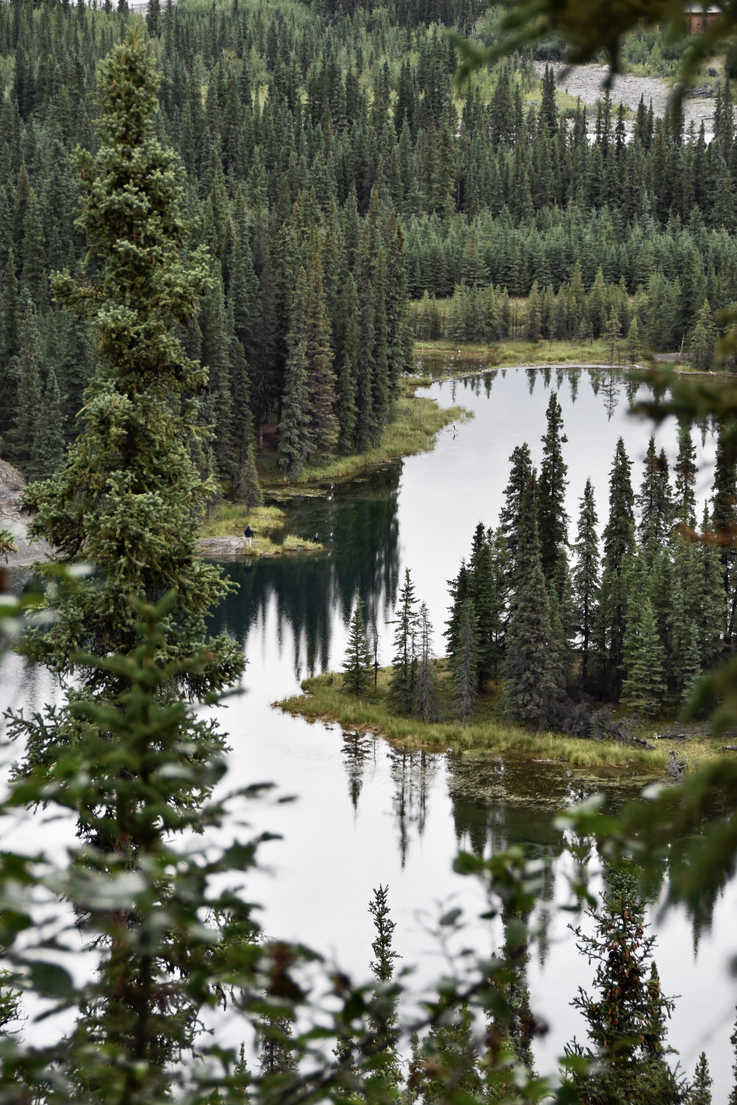 Horseshoe Lake Trail in Denali National Park (August 10, 2021)