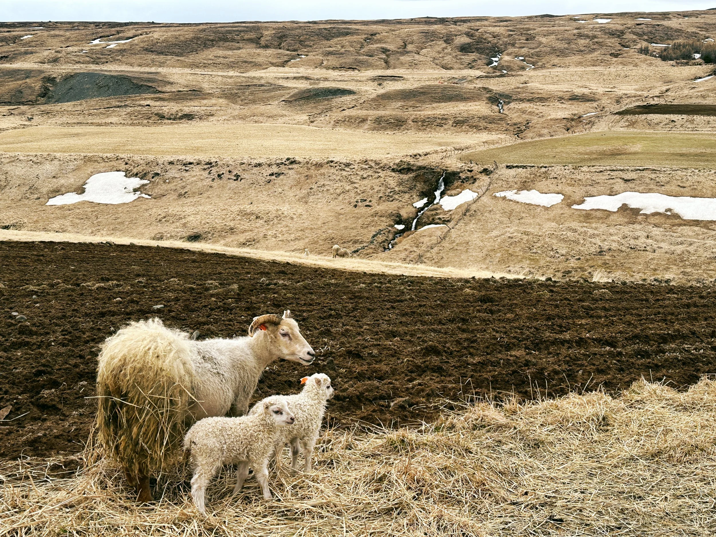  Flijótsdalshérau. Shot on Nikon DSLR. May 6, 2023 