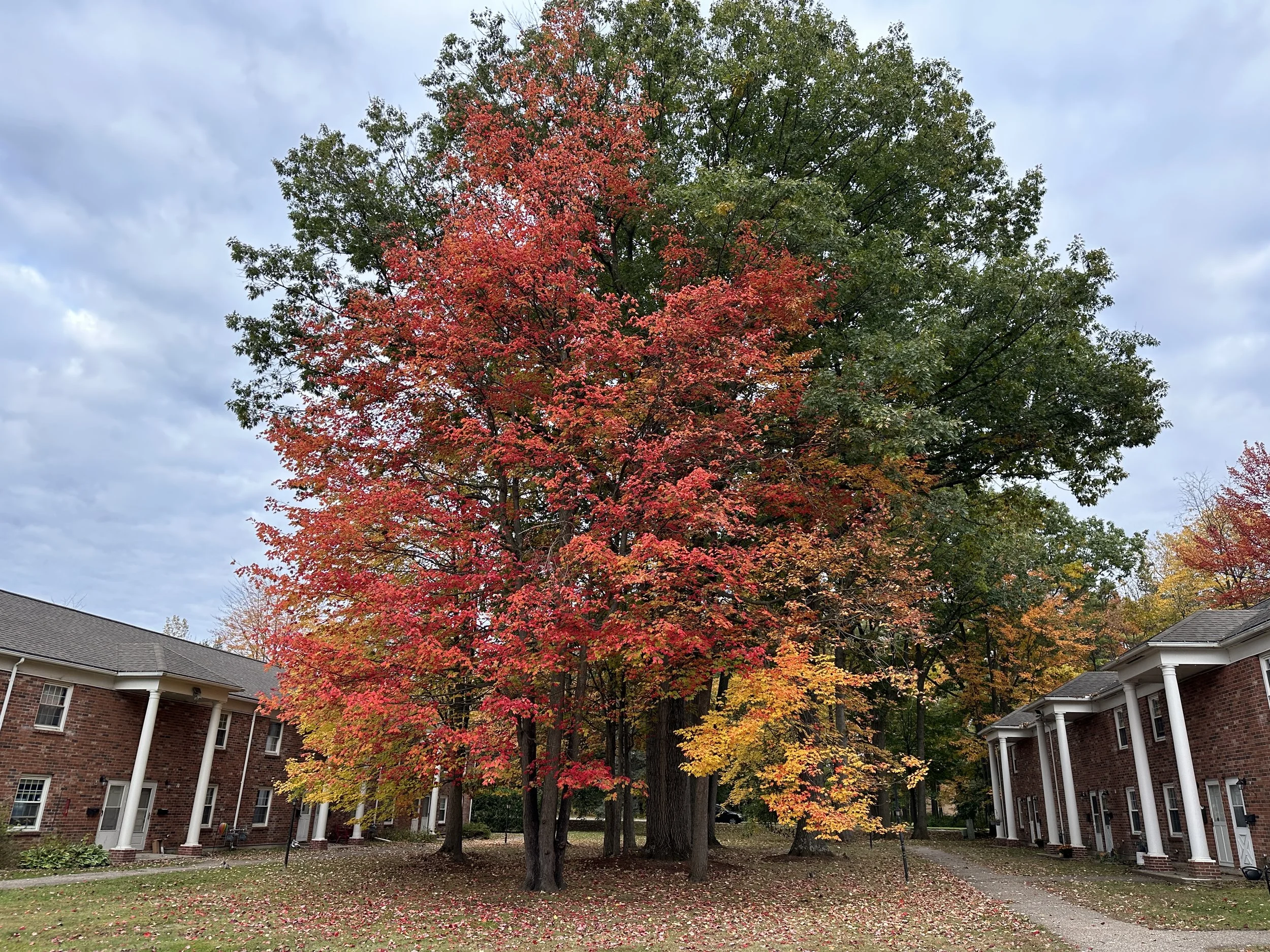  Nov 2023. It’s turning fall. iPhone 13 Pro. 