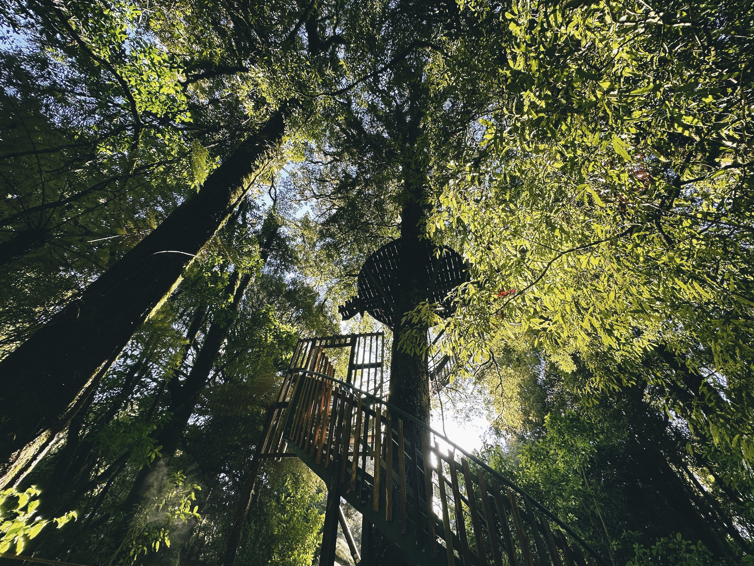  Aug 2024. Tree climbing in Rotorua. 