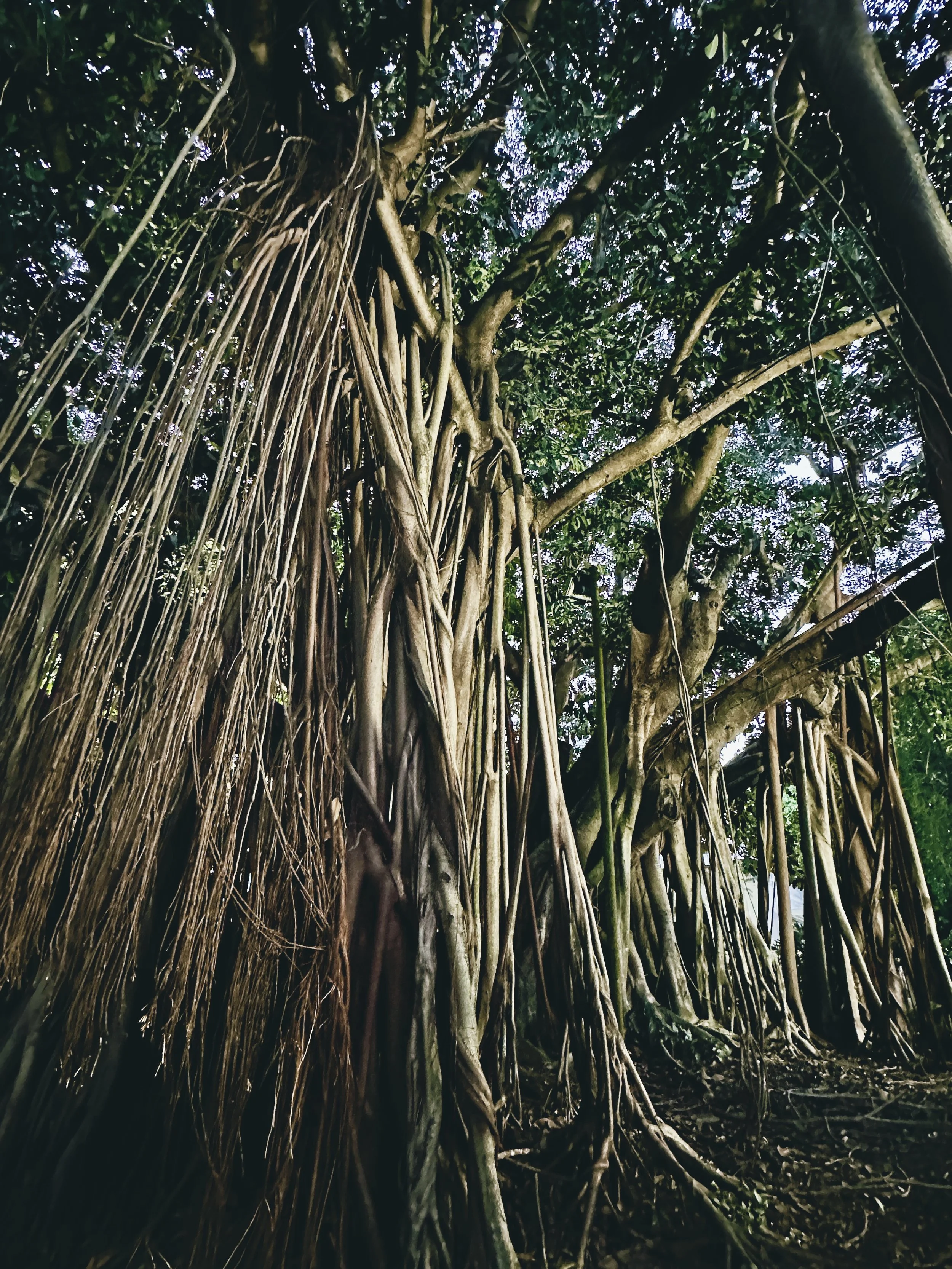  Dec 2025. Cairns. Banyan tree. 