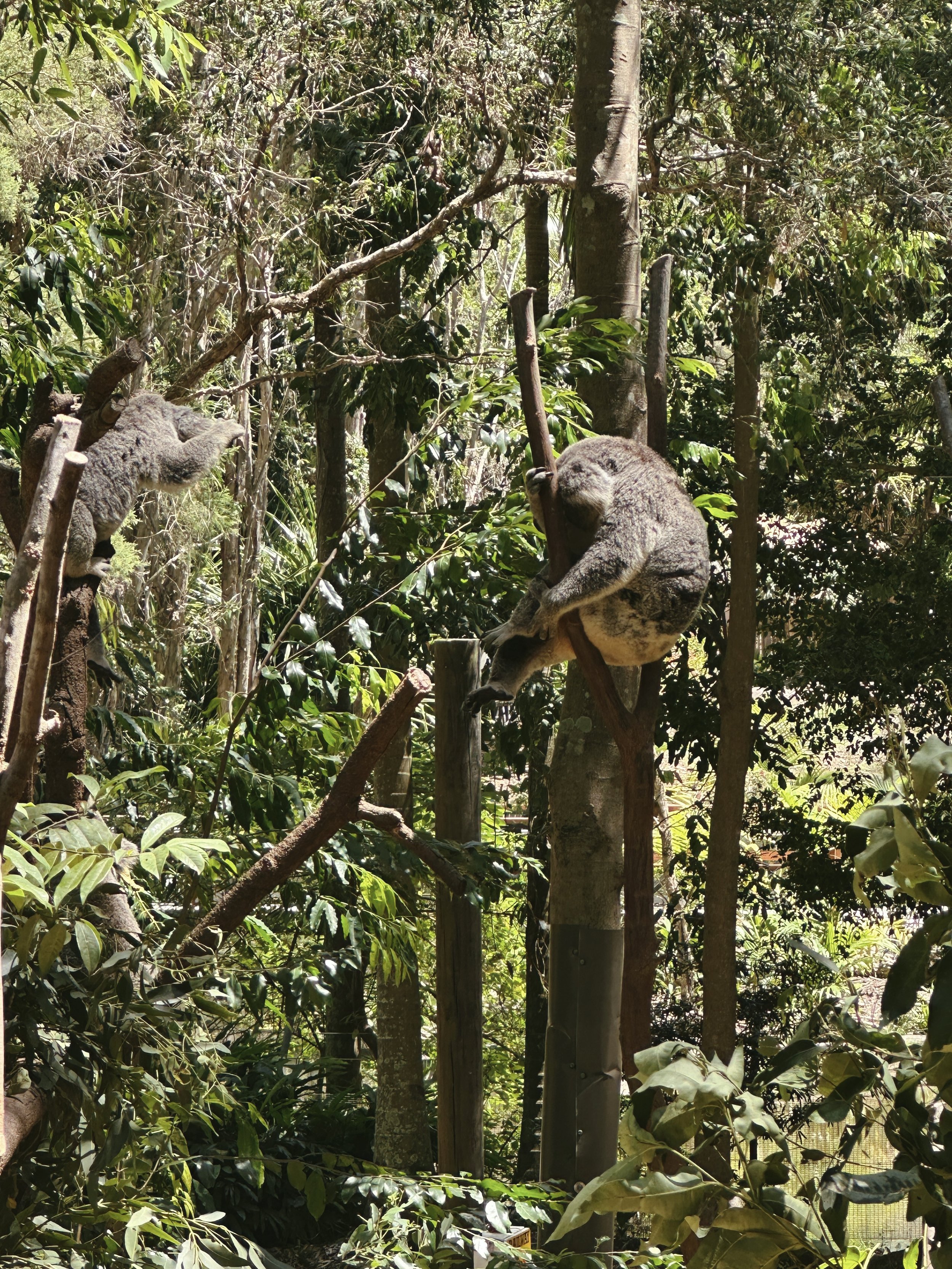  Dec 2025. Currumbin Wildlife Sanctuary. 