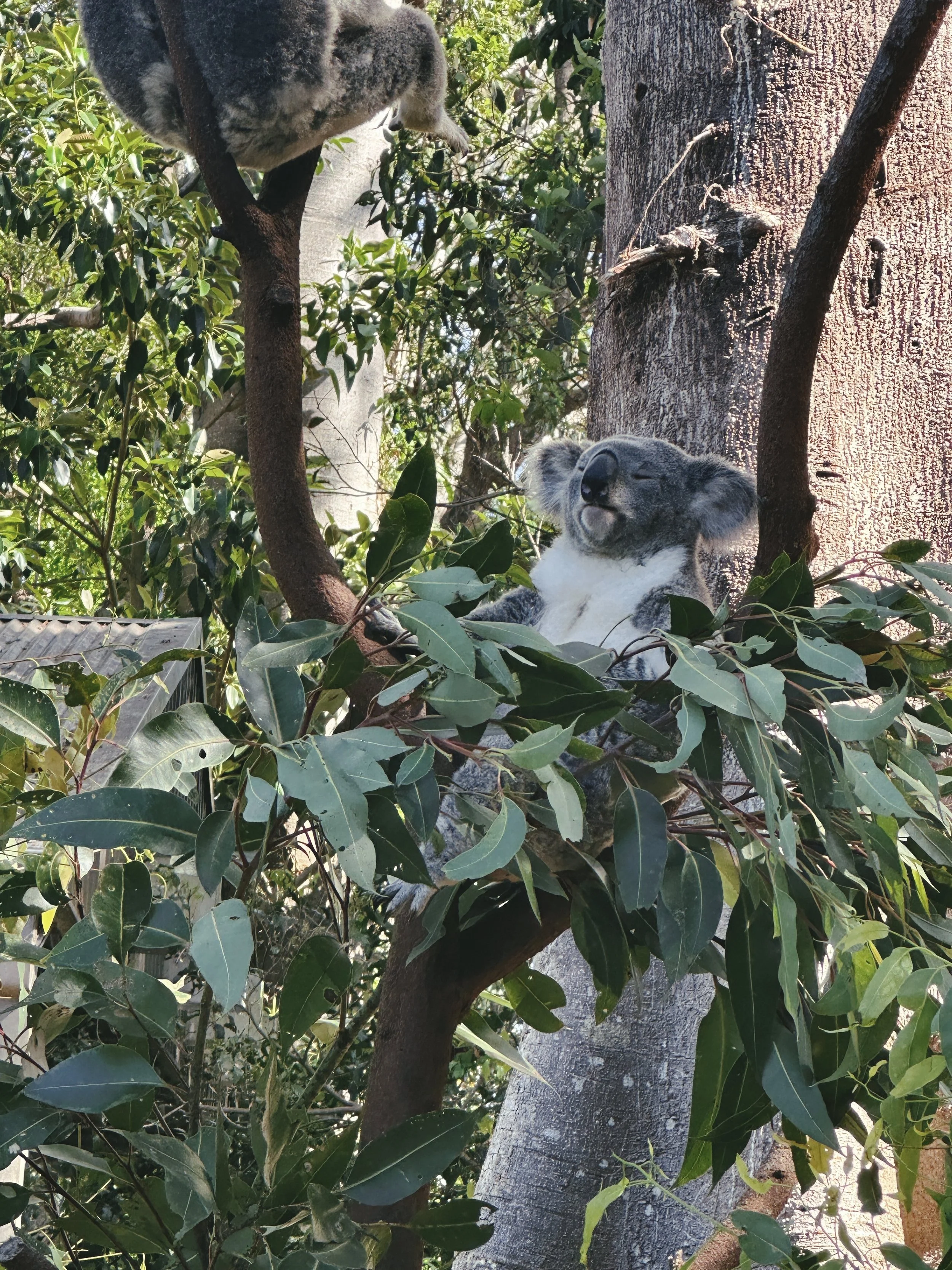  Dec 2025. Currumbin Wildlife Sanctuary. 