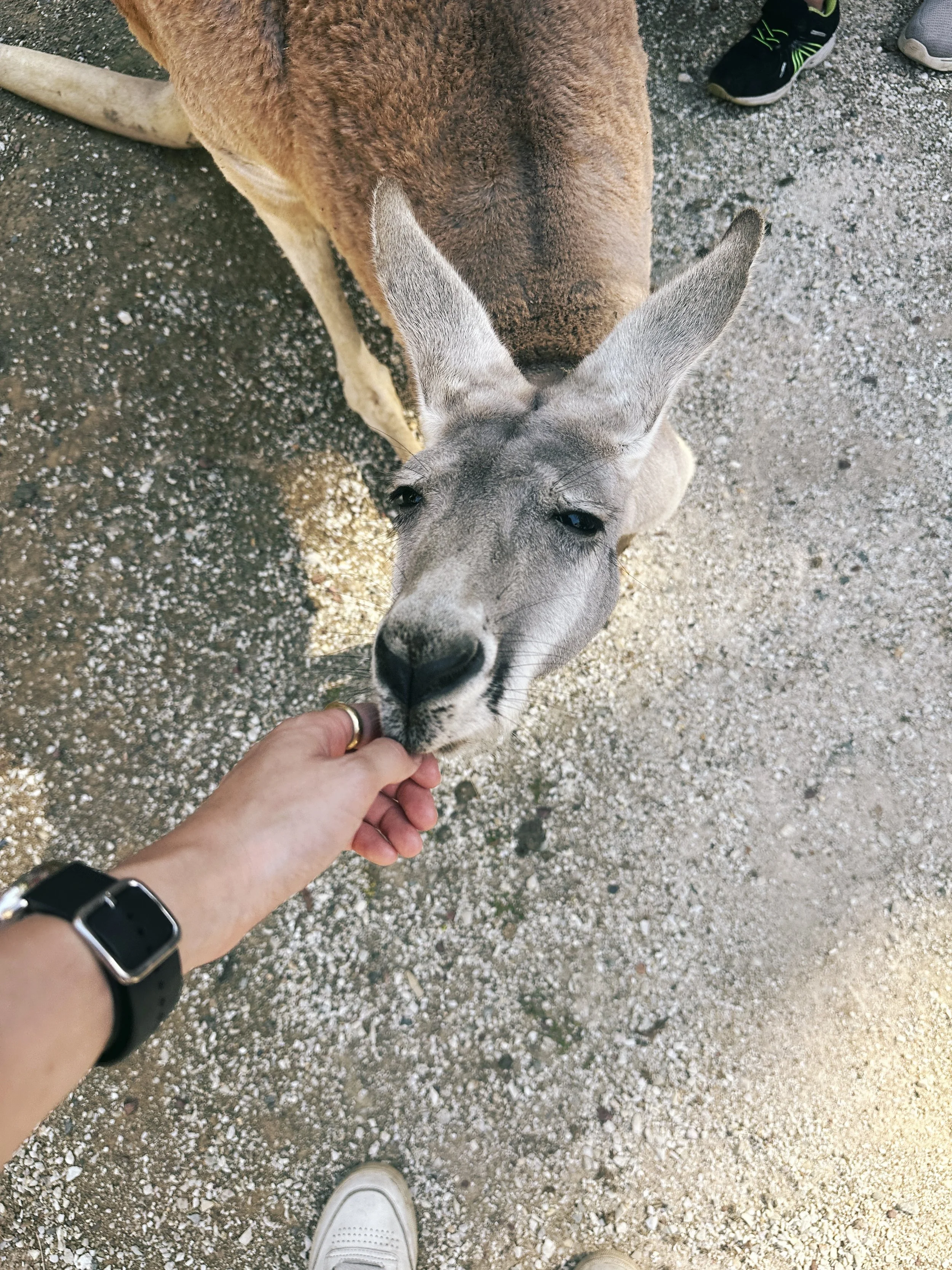  Dec 2025. Currumbin Wildlife Sanctuary. 