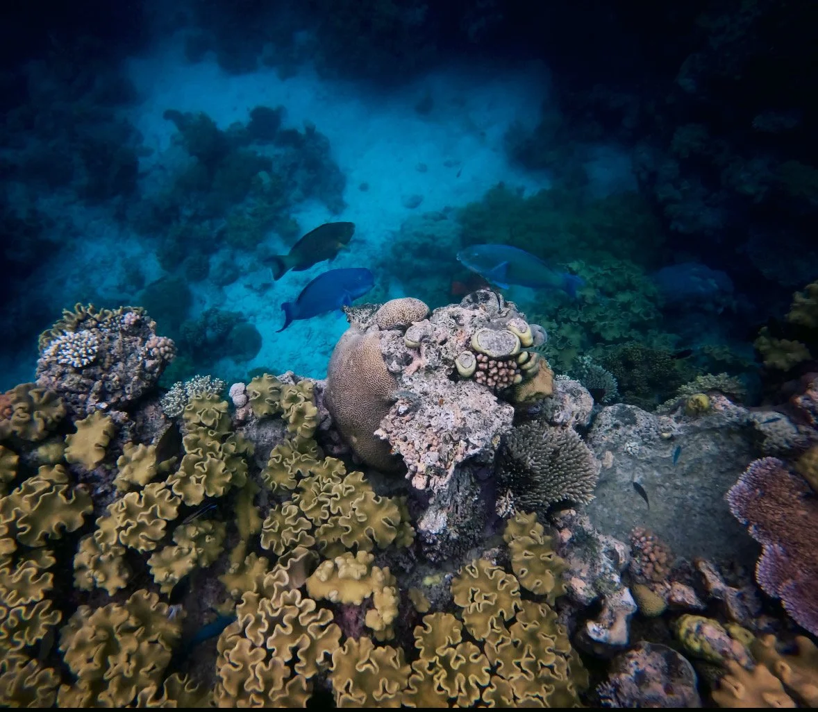  Dec 2025. Great Barrier Reef. Scuba Diving. GoPro Hero 13. 