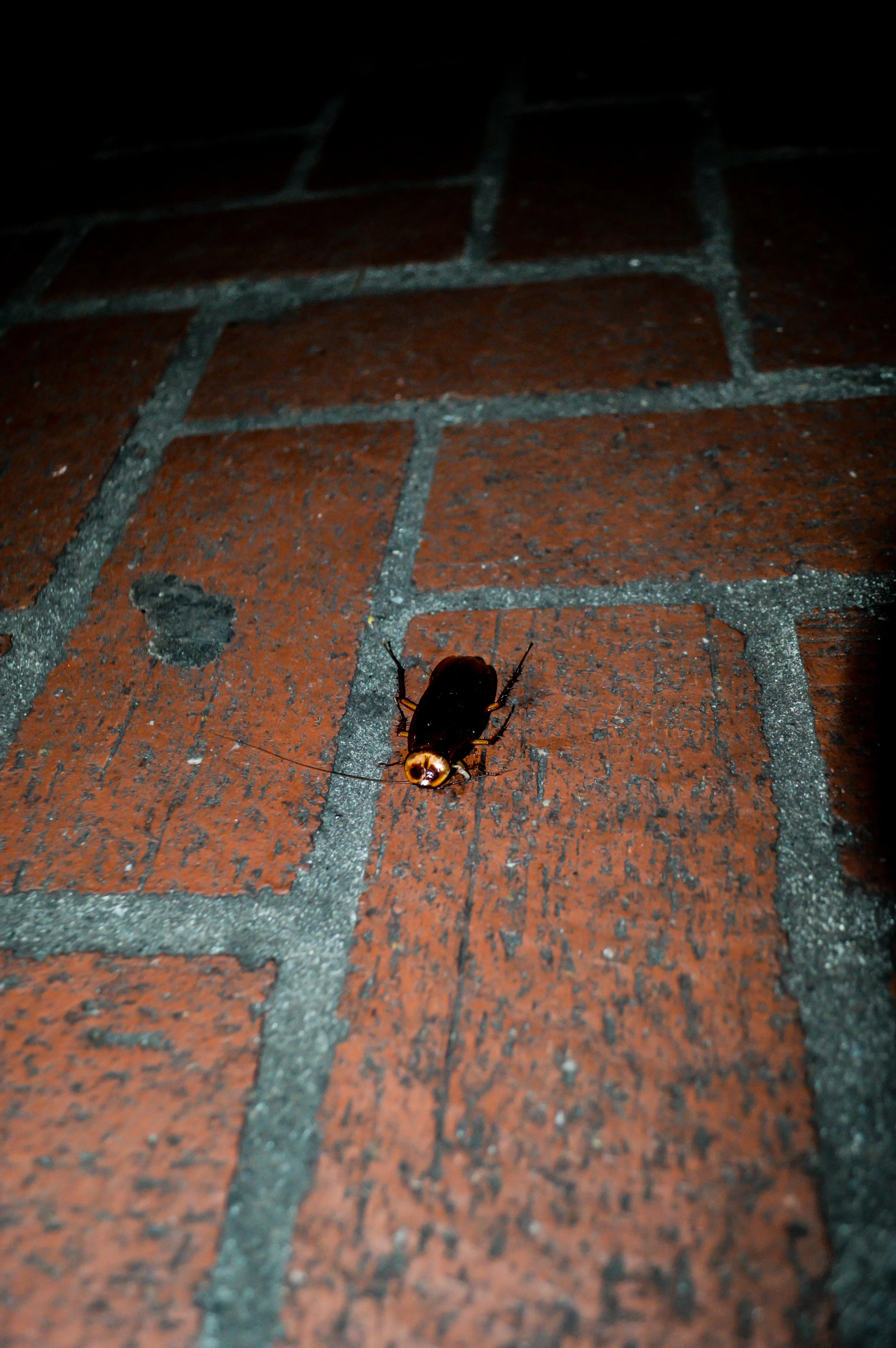 DSC_0939.jpg