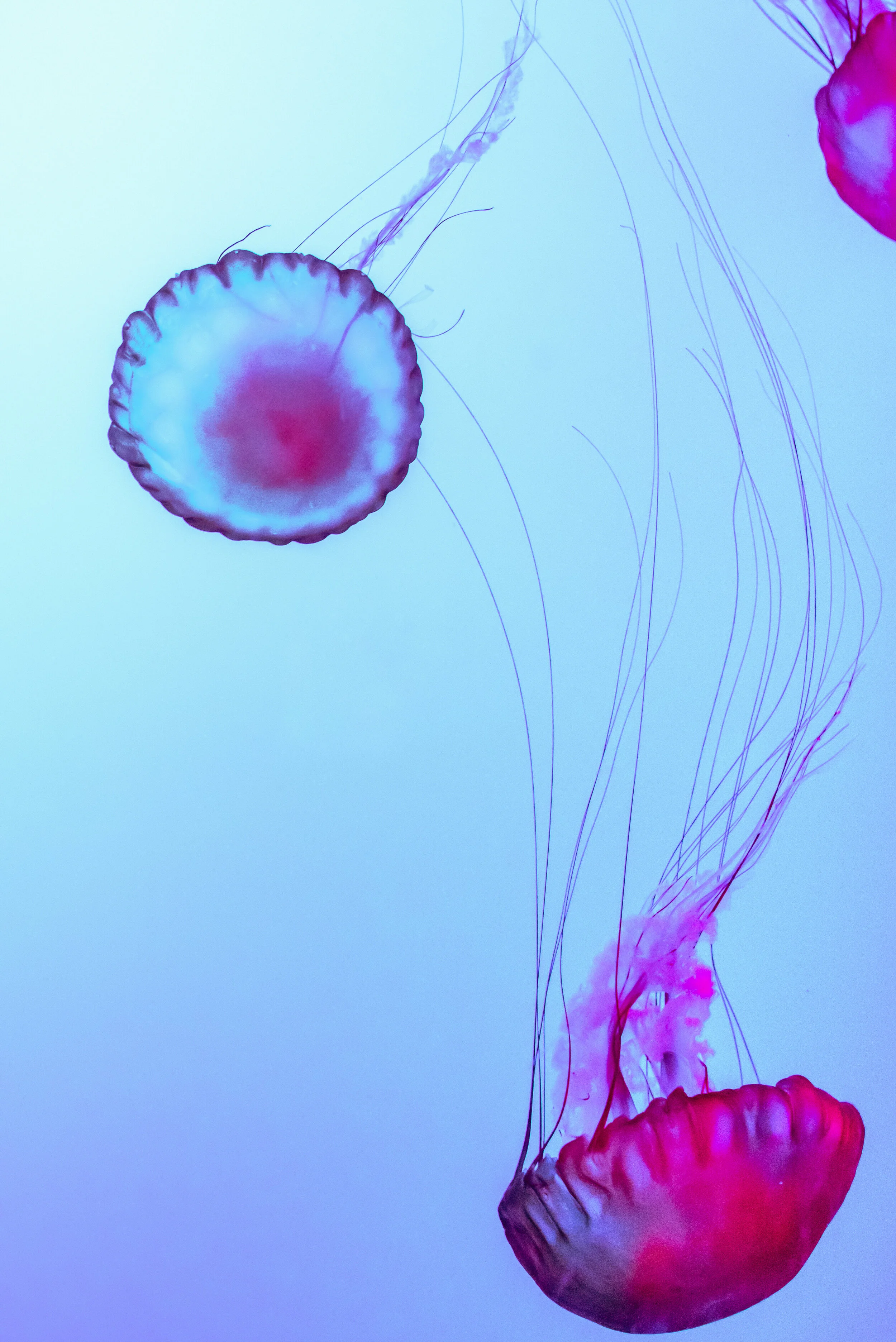 TJT_3265-2.jpg