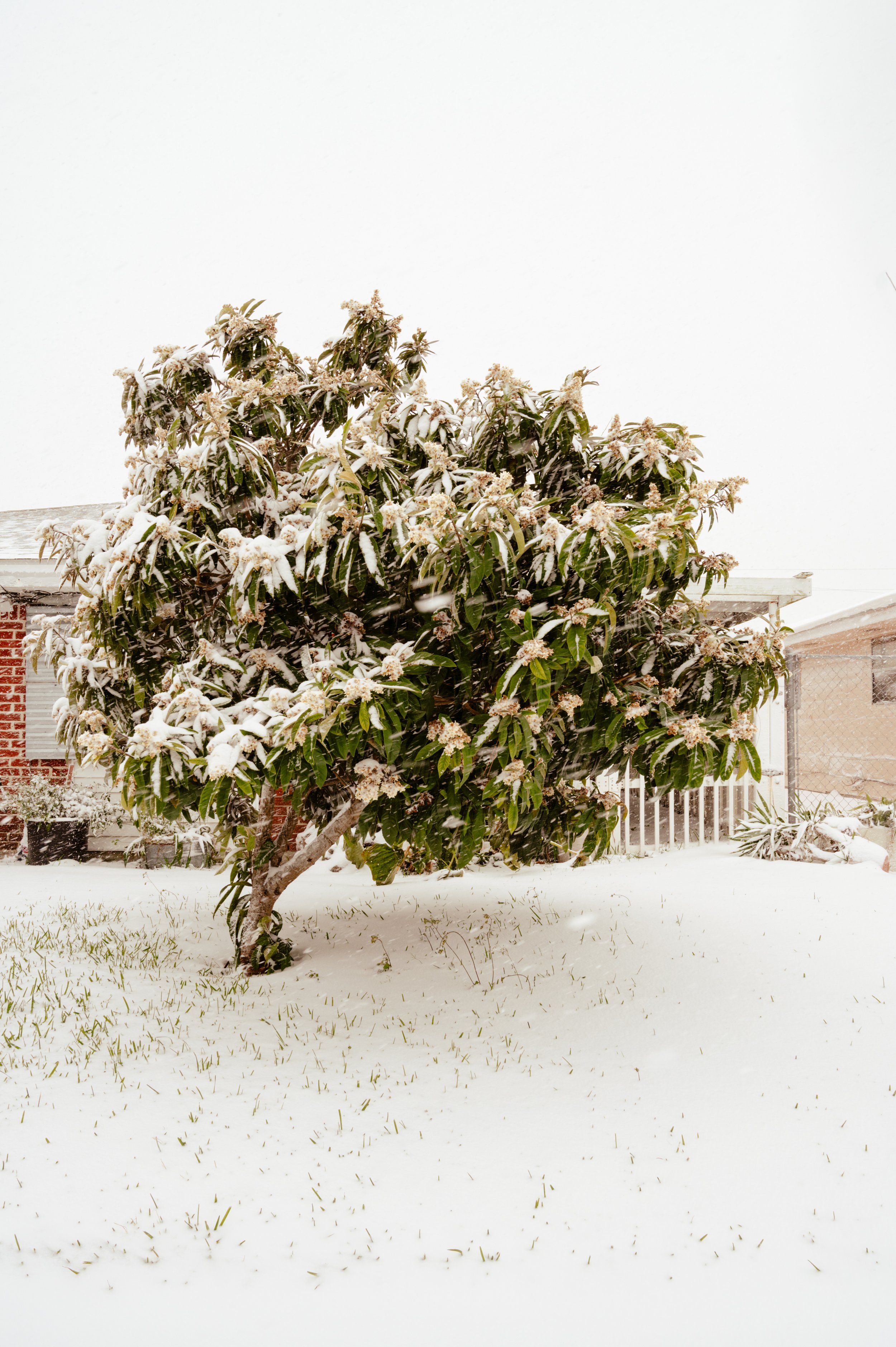snowday1_21_25-12.jpg