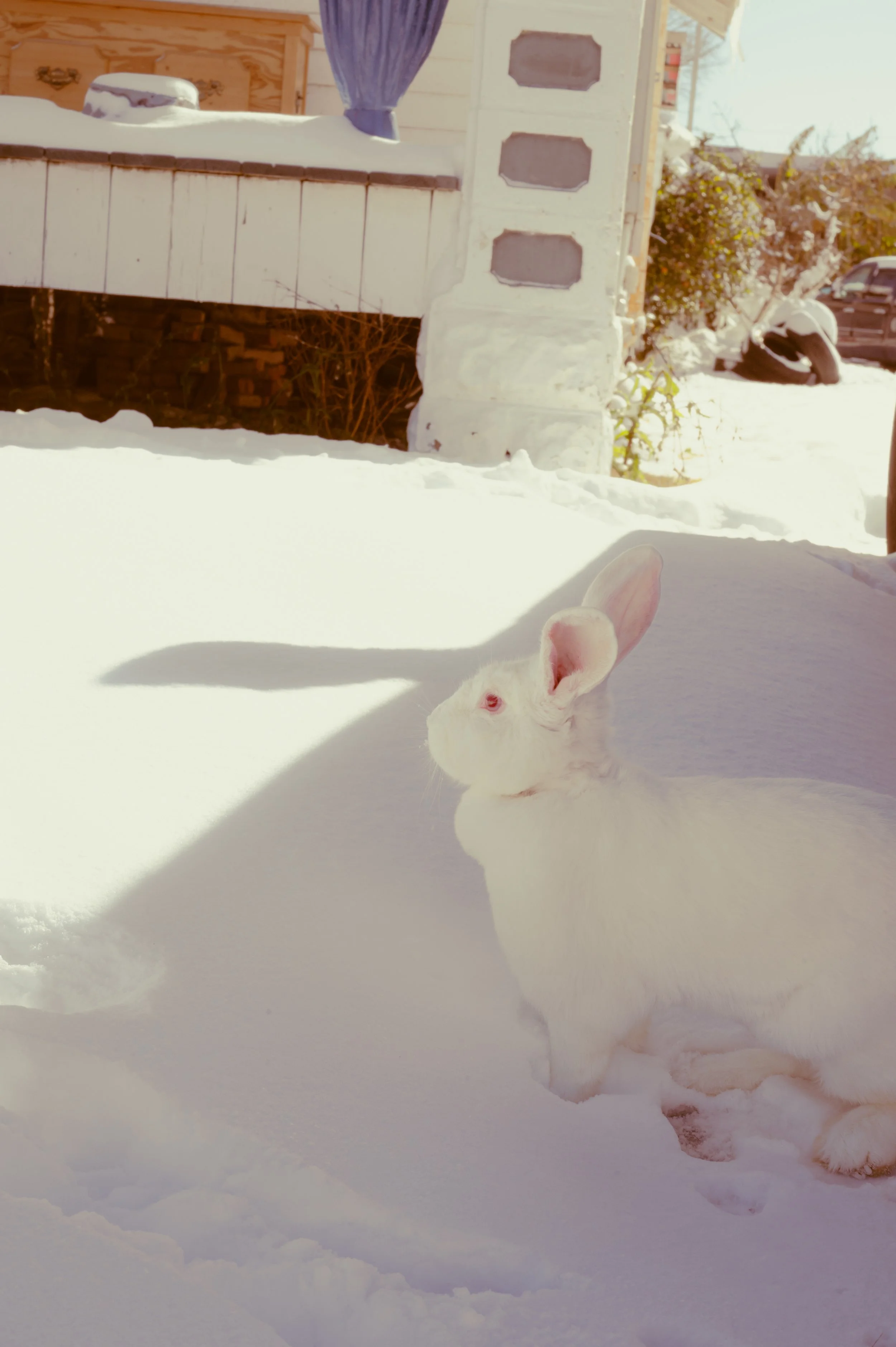 snowday1_22_25-4.jpg