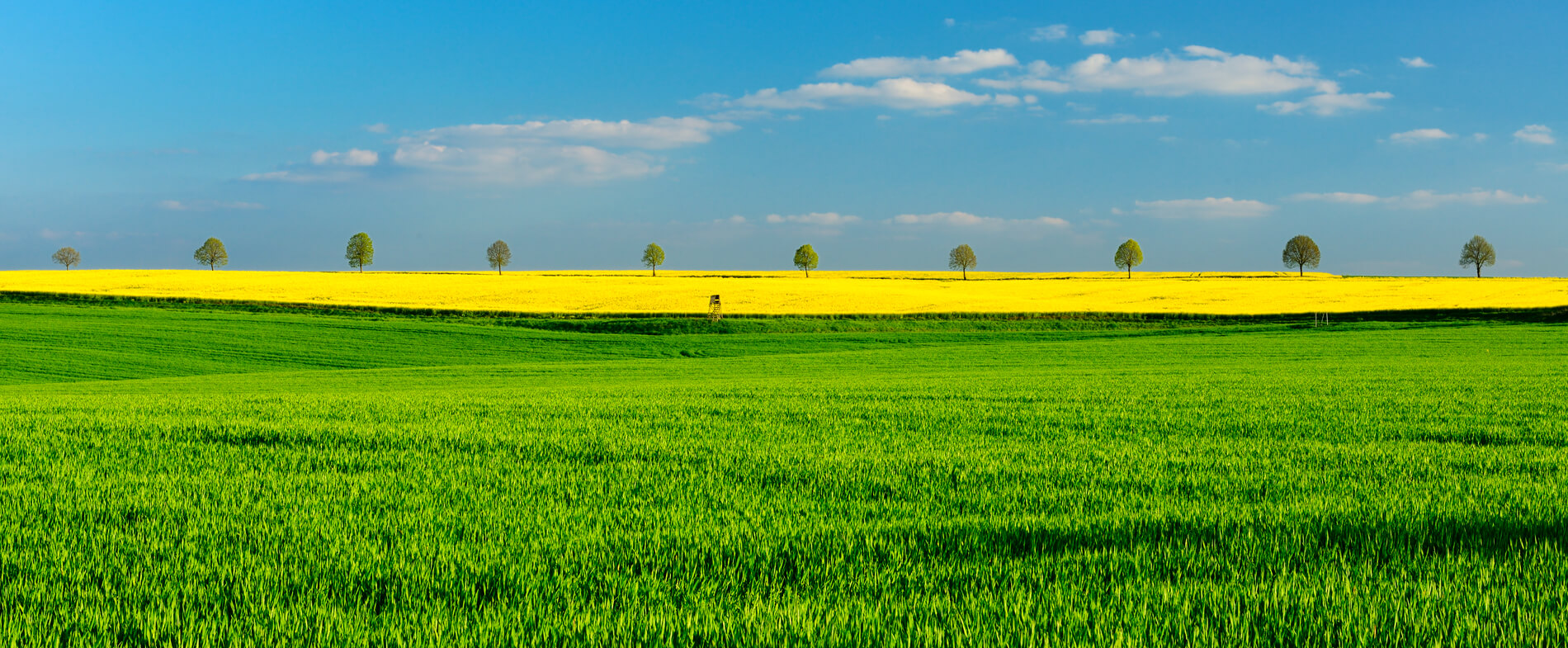 greenstem-header.jpg