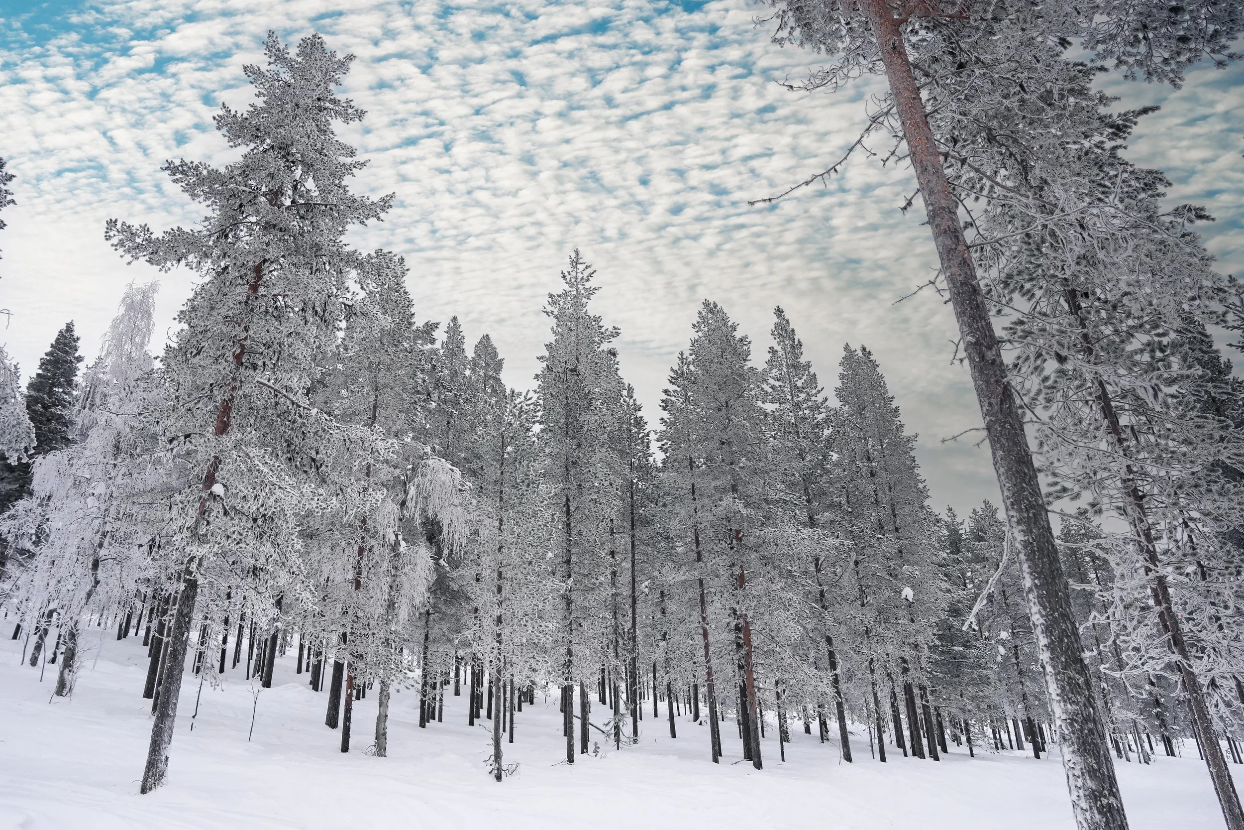 The Arctic Circle Forrest - Finland