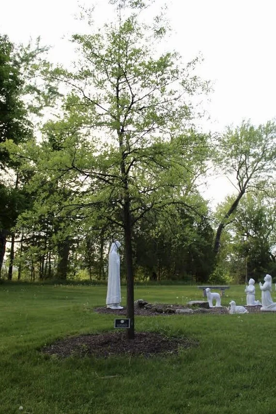 Oak Tree with Plaque.jpg