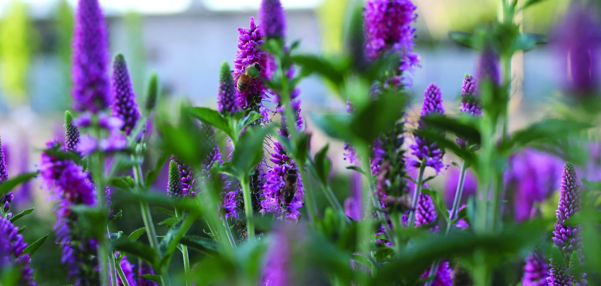 logan flower 1.jpg