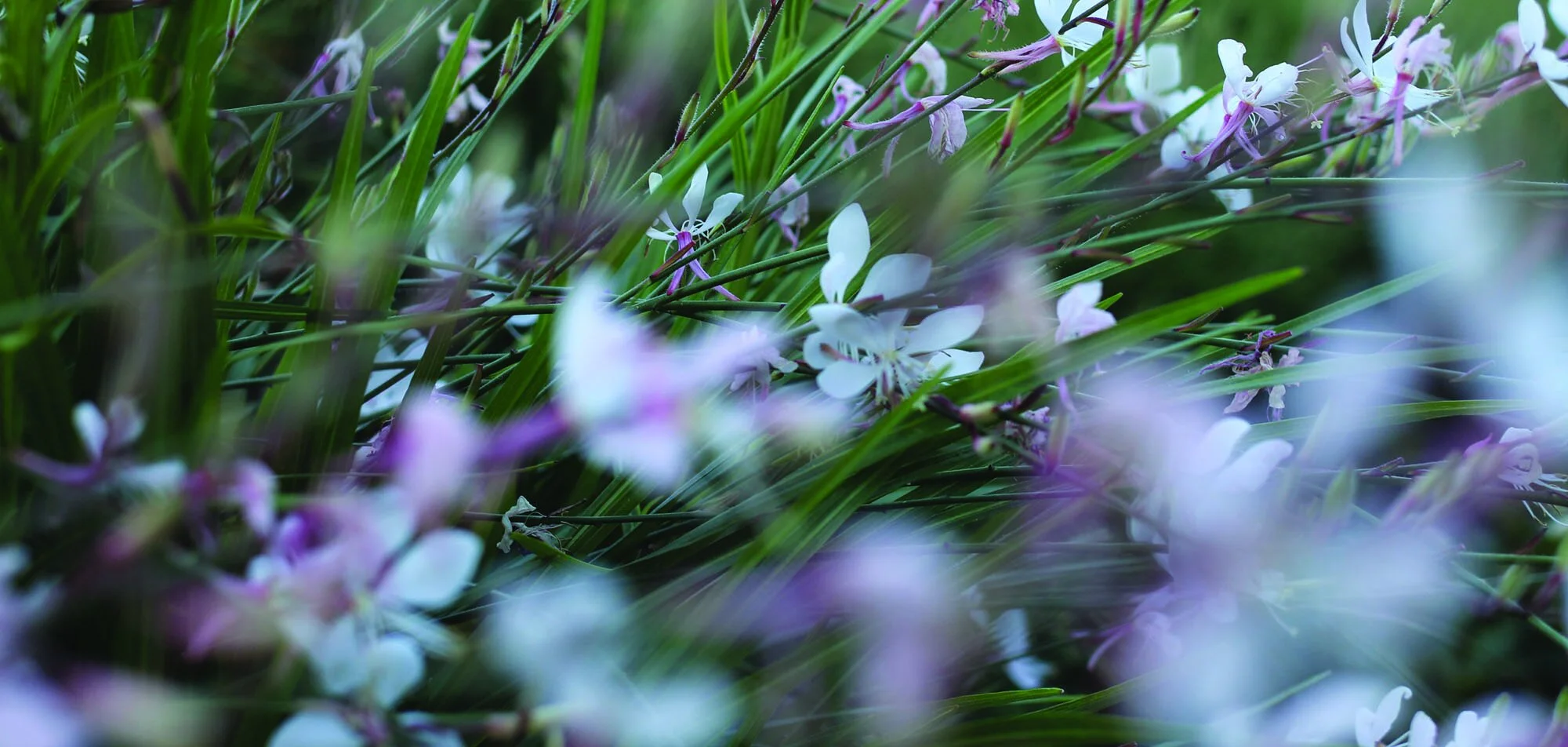logan flower 2.jpg