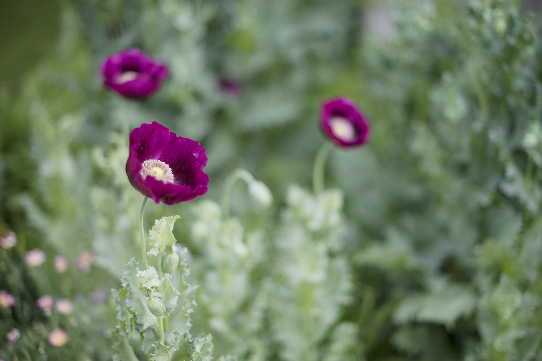flowers_4.jpg