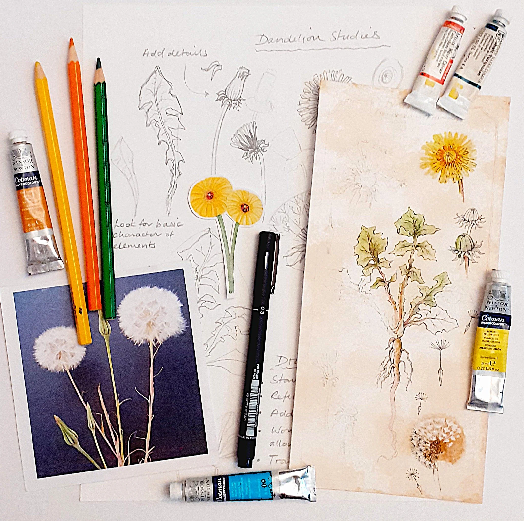 A YEAR IN THE GARDEN: JUNE - WEEDS & WILDFLOWERS