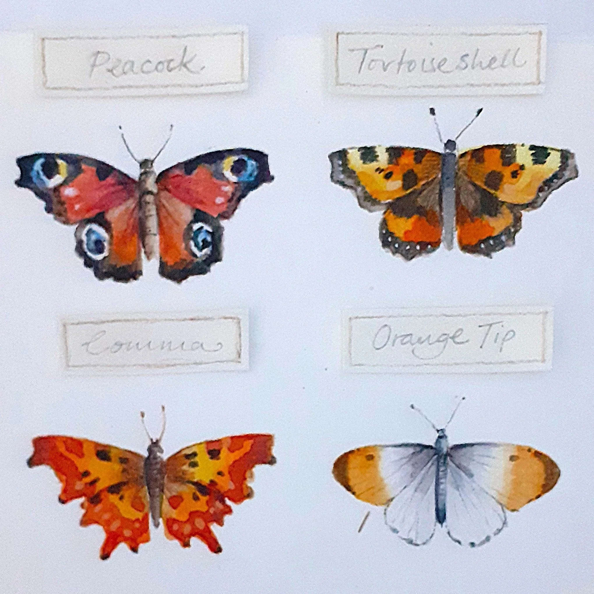Butterflies.jpg