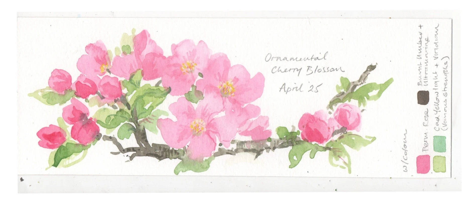 Blossom sample .jpg
