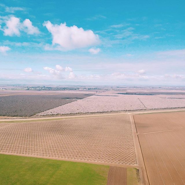 looking at almond bloom from up above!