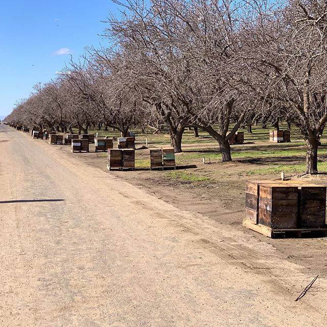 #almond bloom is in full effect in central #california