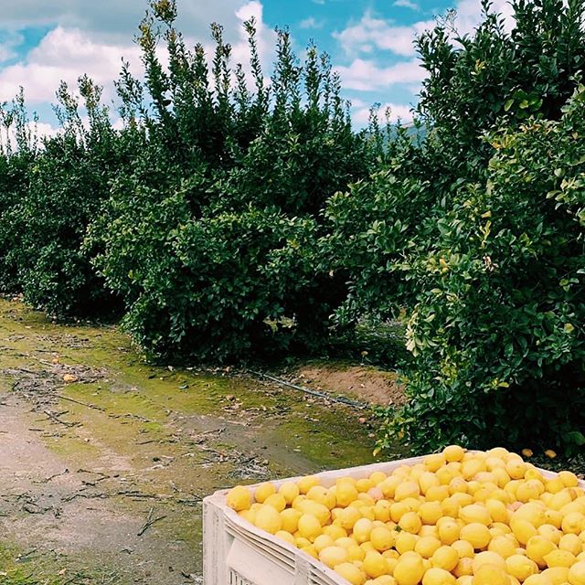 lemon harvest is in full swing 🍋