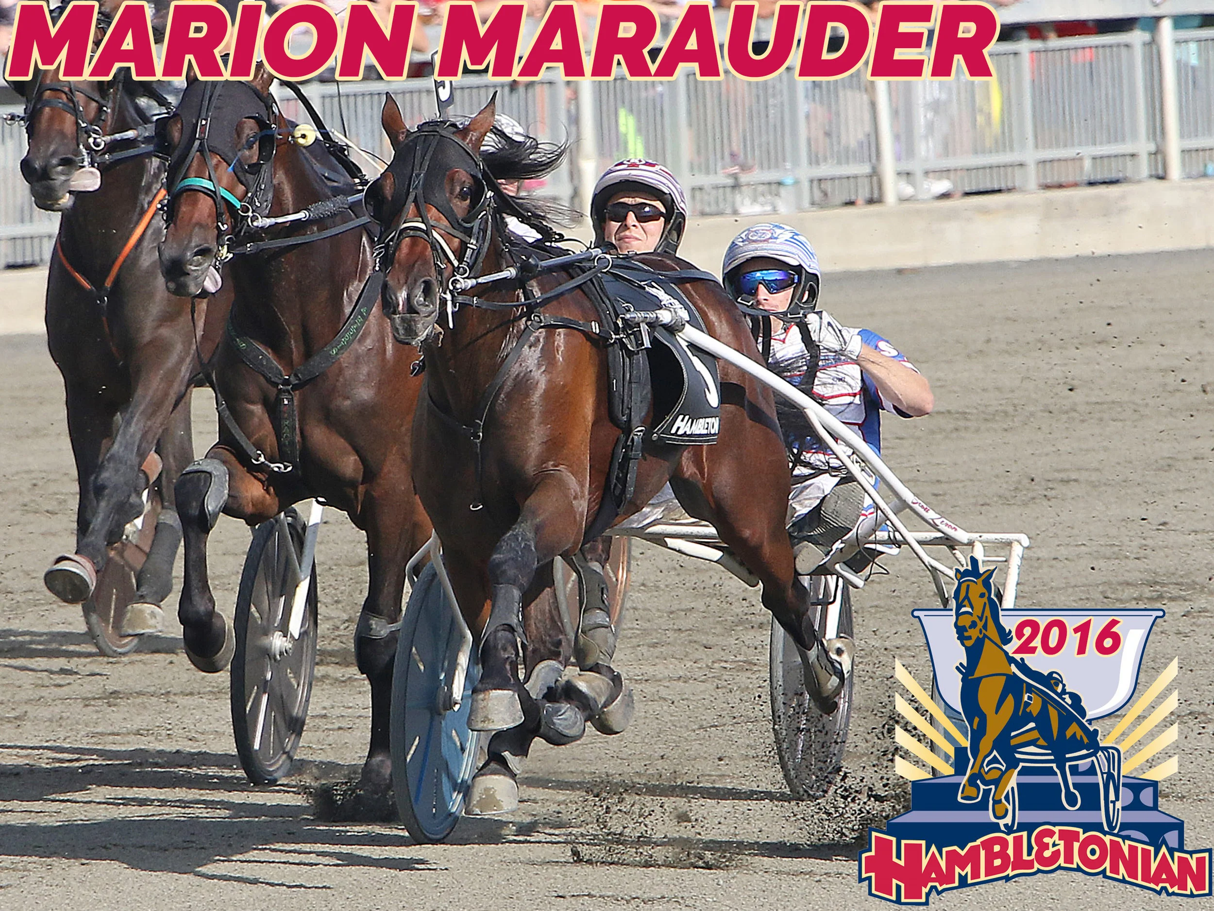 Marion Marauder - 2016