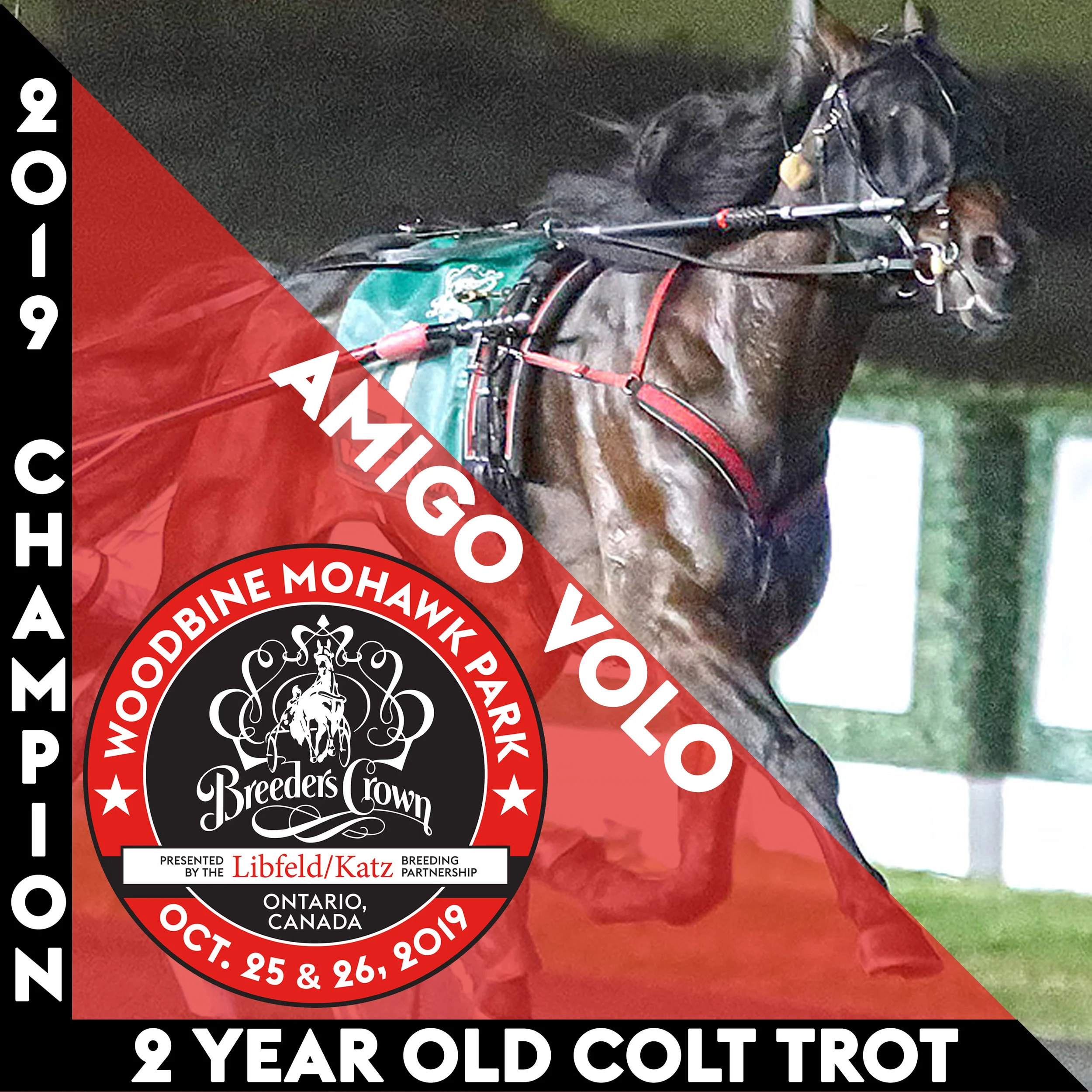 Amigo Volo vaults to victory in Breeders Crown Two-Year-Old Colt Trot