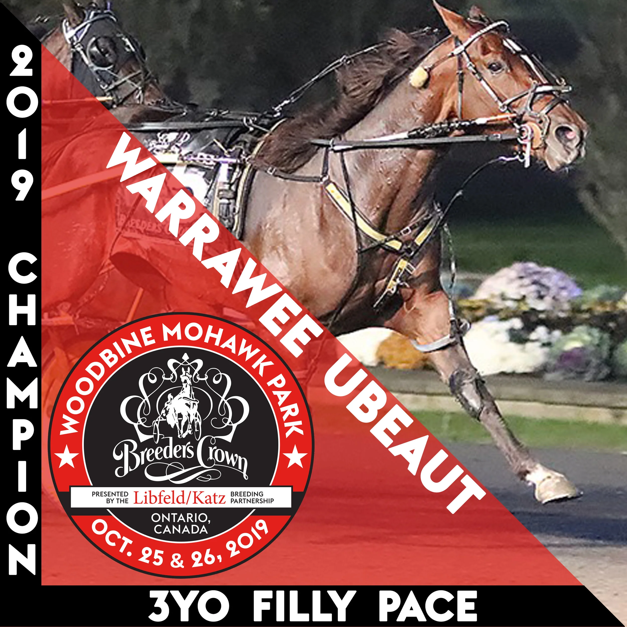 Warrawee Ubeaut repeats in Breeders Crown