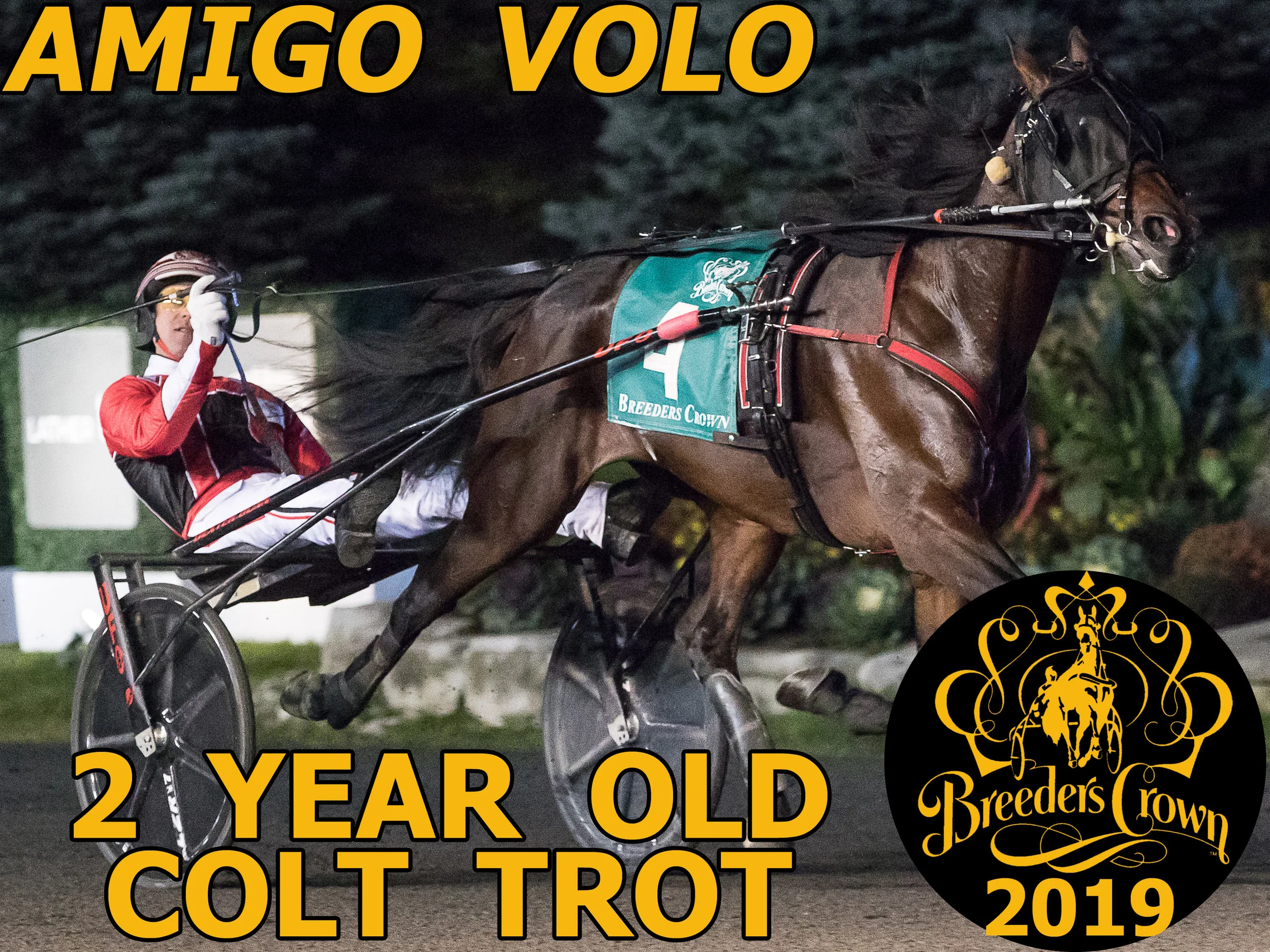 Amigo Volo - 2CT