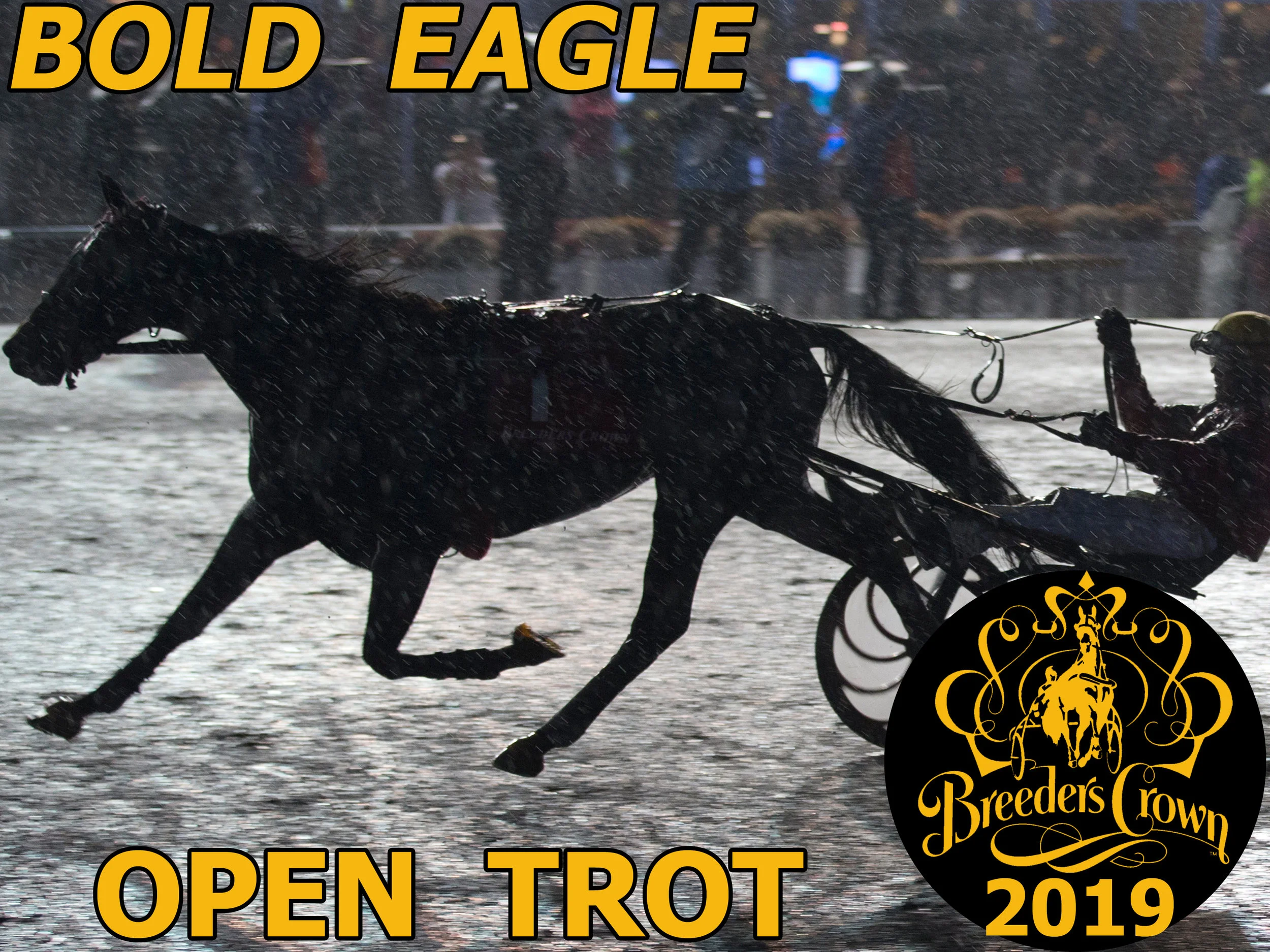Bold Eagle - Open Trot
