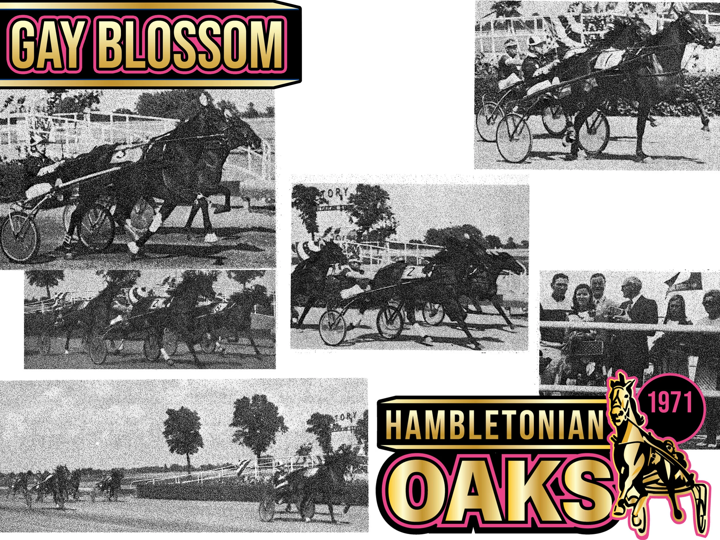 Gay Blossom - 1971