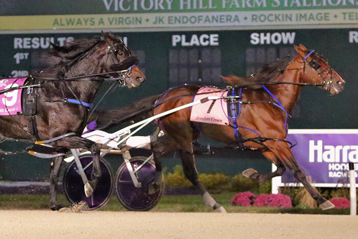 Century Farroh rallied up the open stretch to beat Bettor's Wish by a neck in the Breeders Crown Open Pace. Dean Gillette Photography.