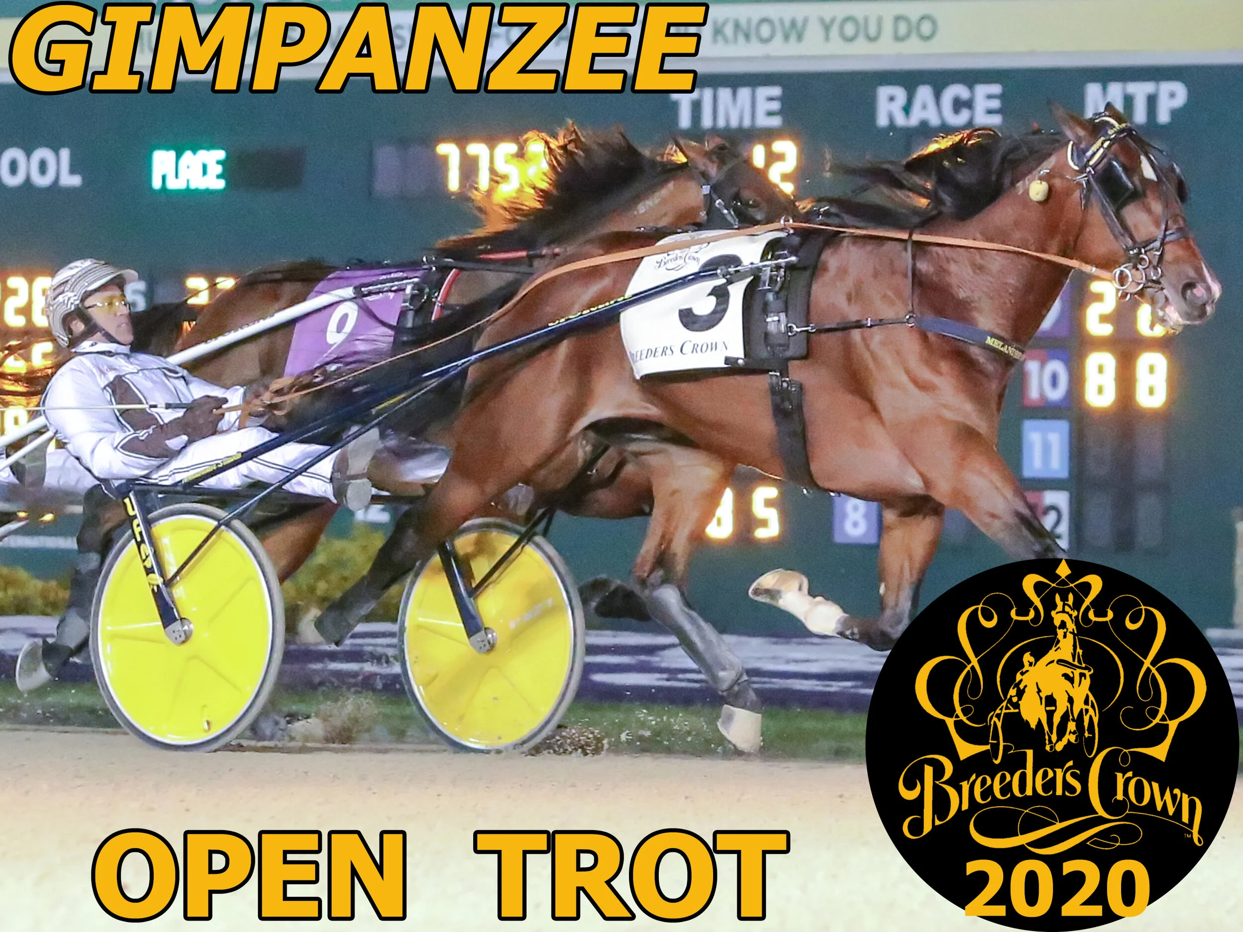 Gimpanzee - Open Trot