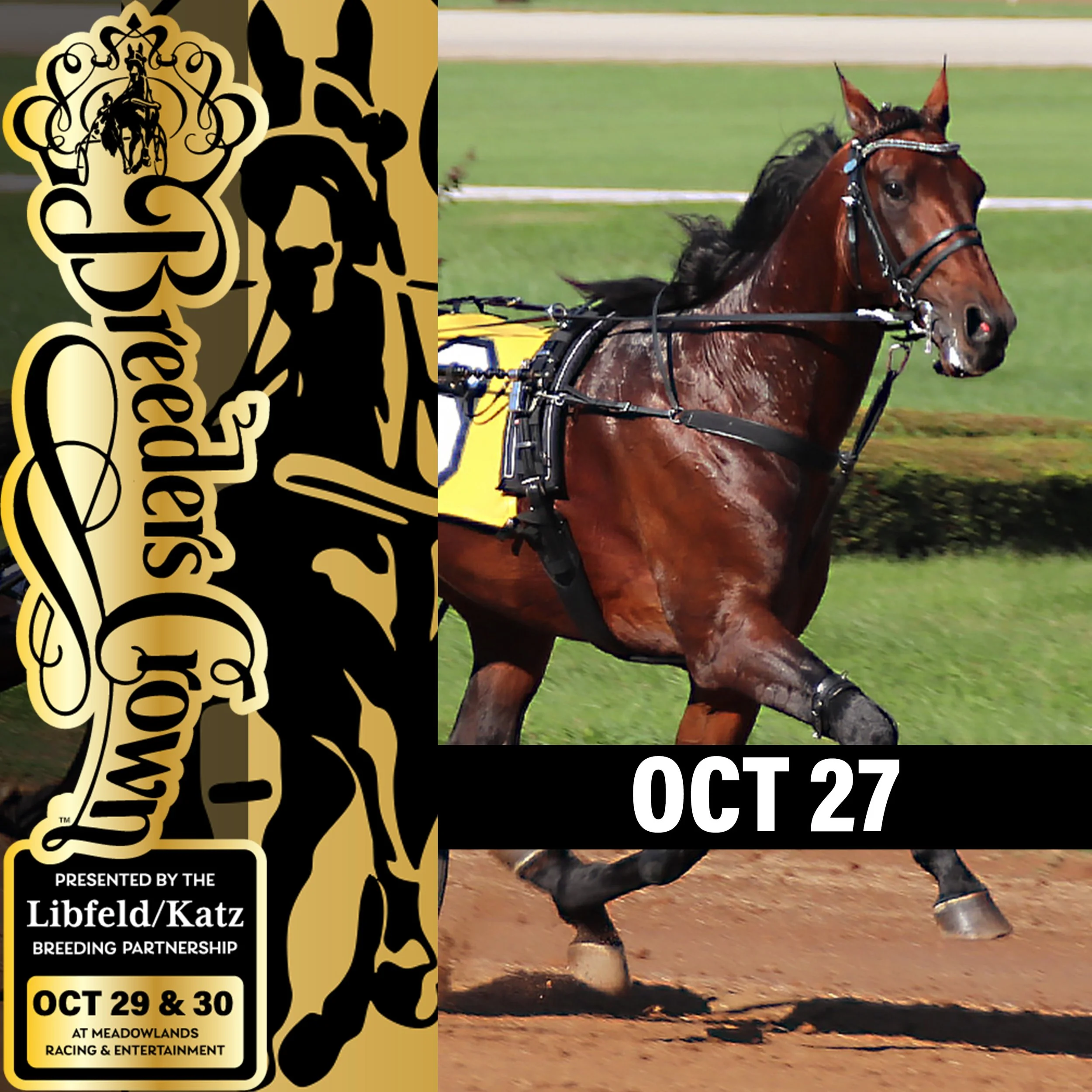 Interntational star Ecurie D aiming to complete multiple triples in Breeders Crown Open Trot