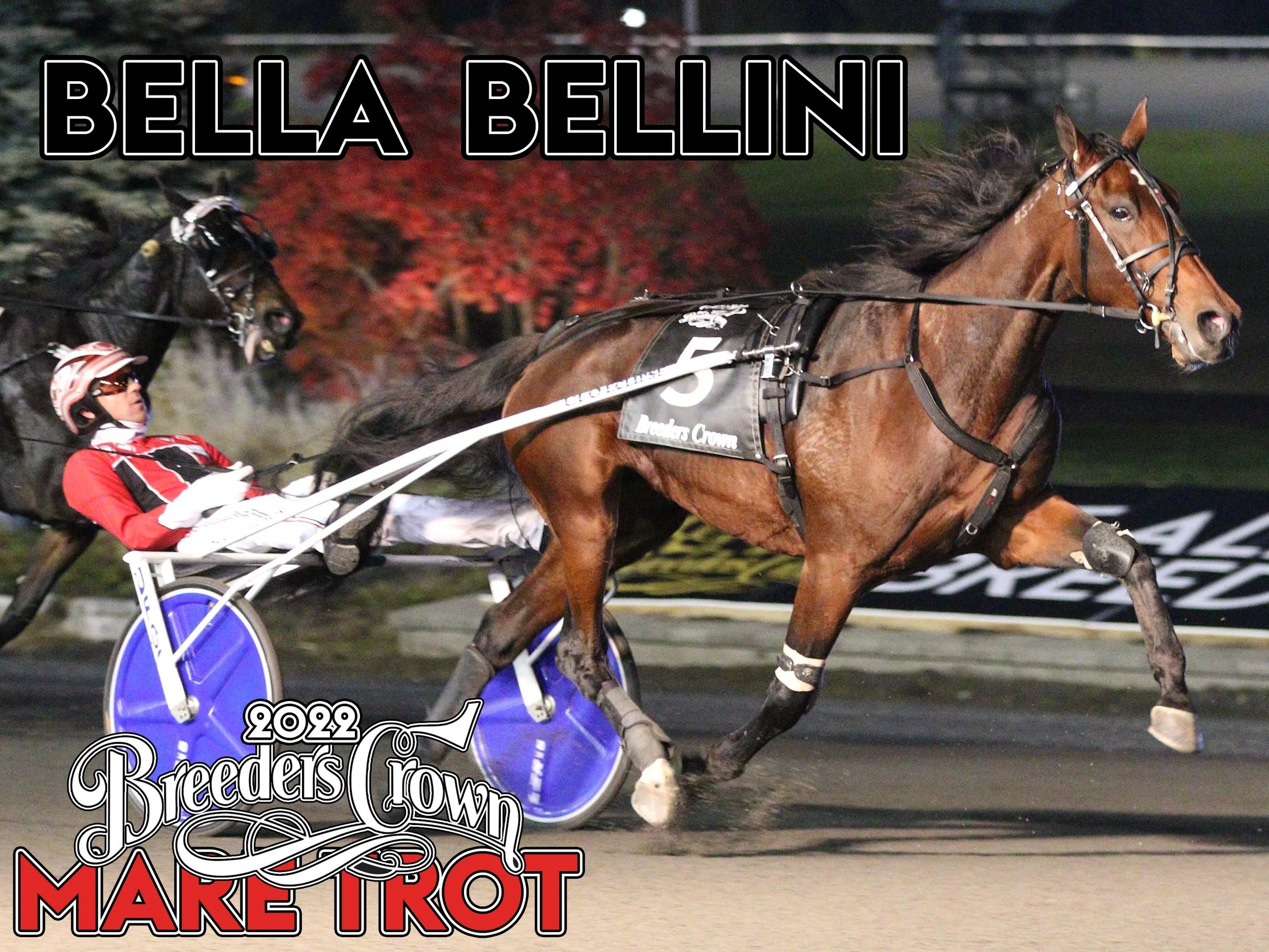 Bella Bellini - Mare Trot