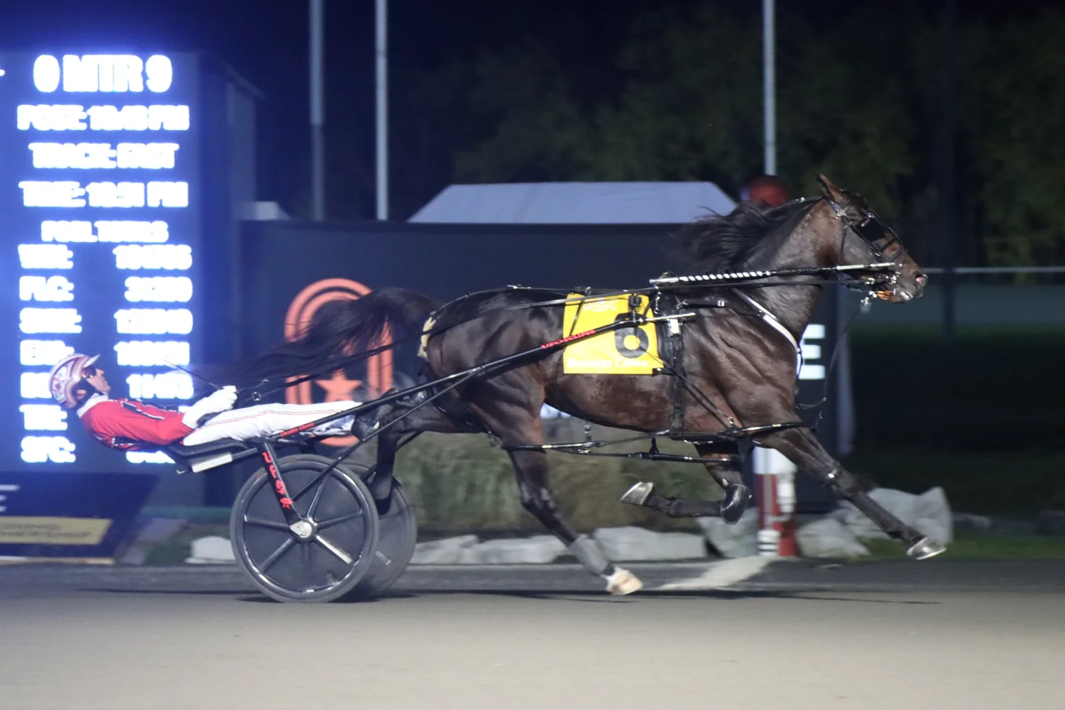 Bulldog Hanover